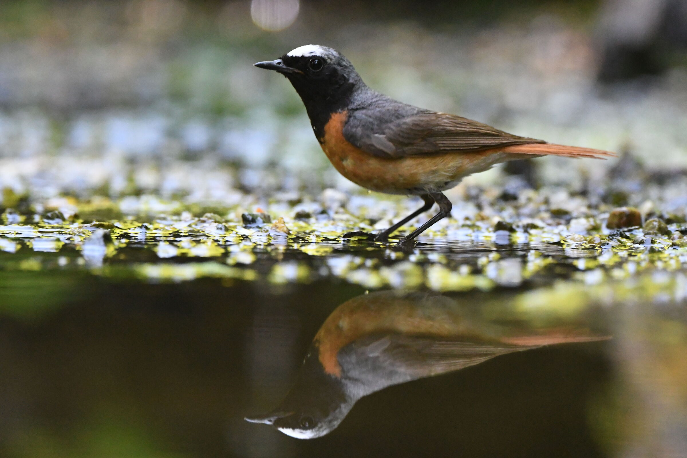 redstart