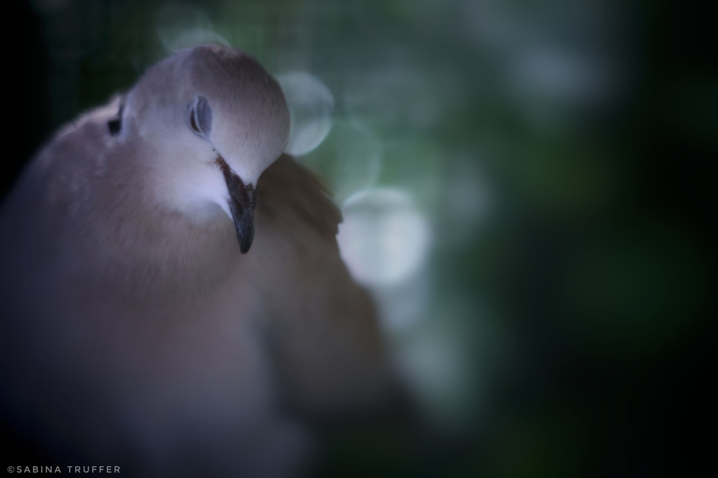 Buonanotte tortorella