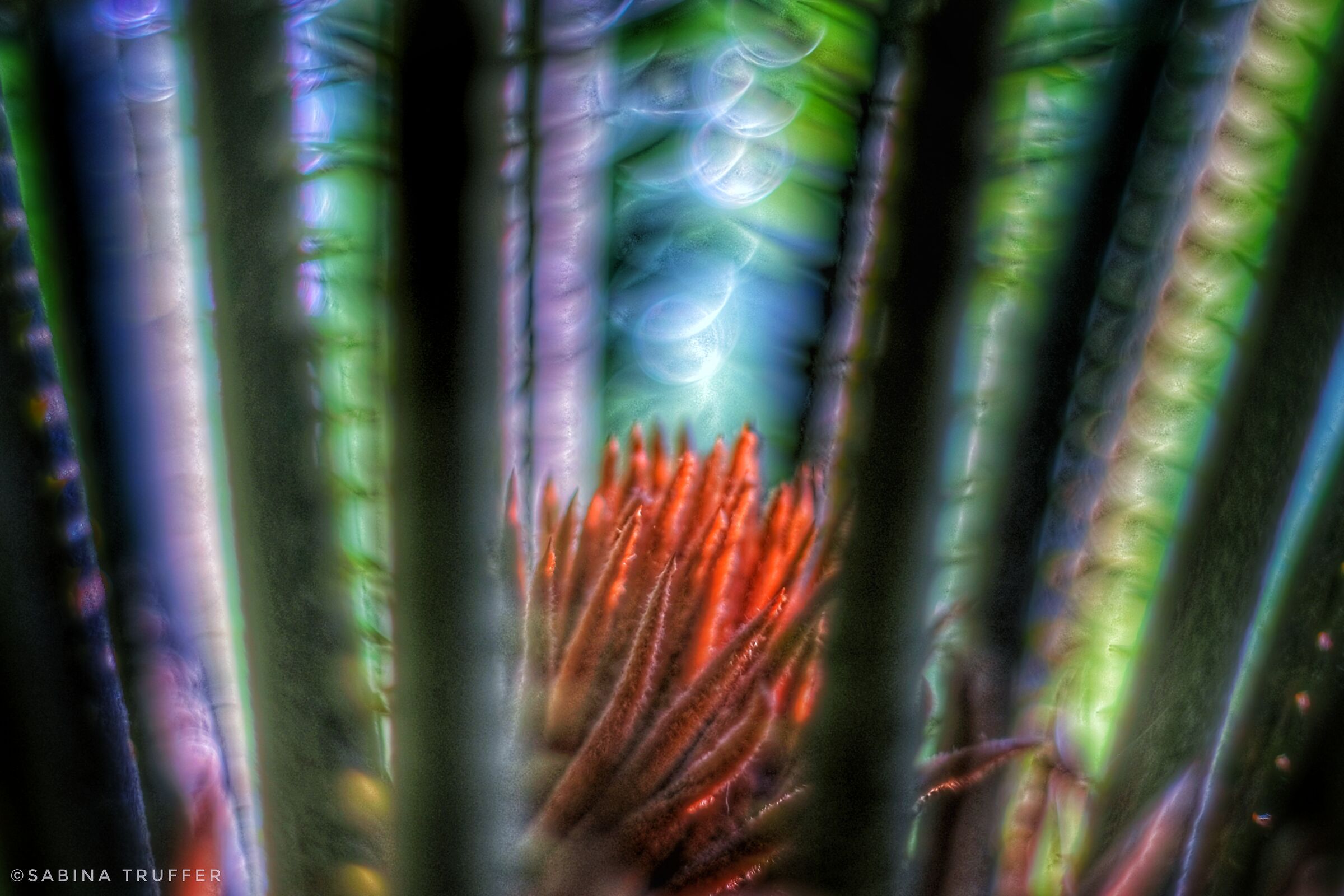 Cycas