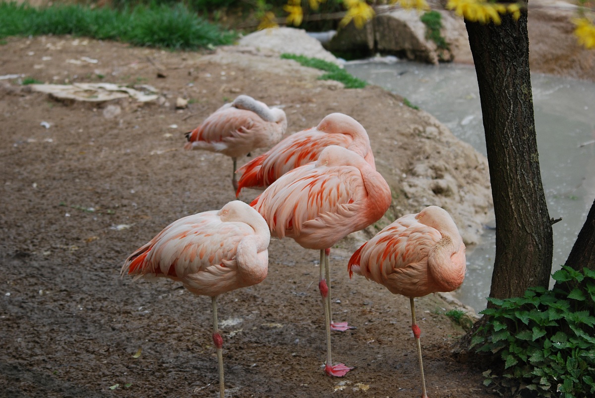 Pink Flamingos