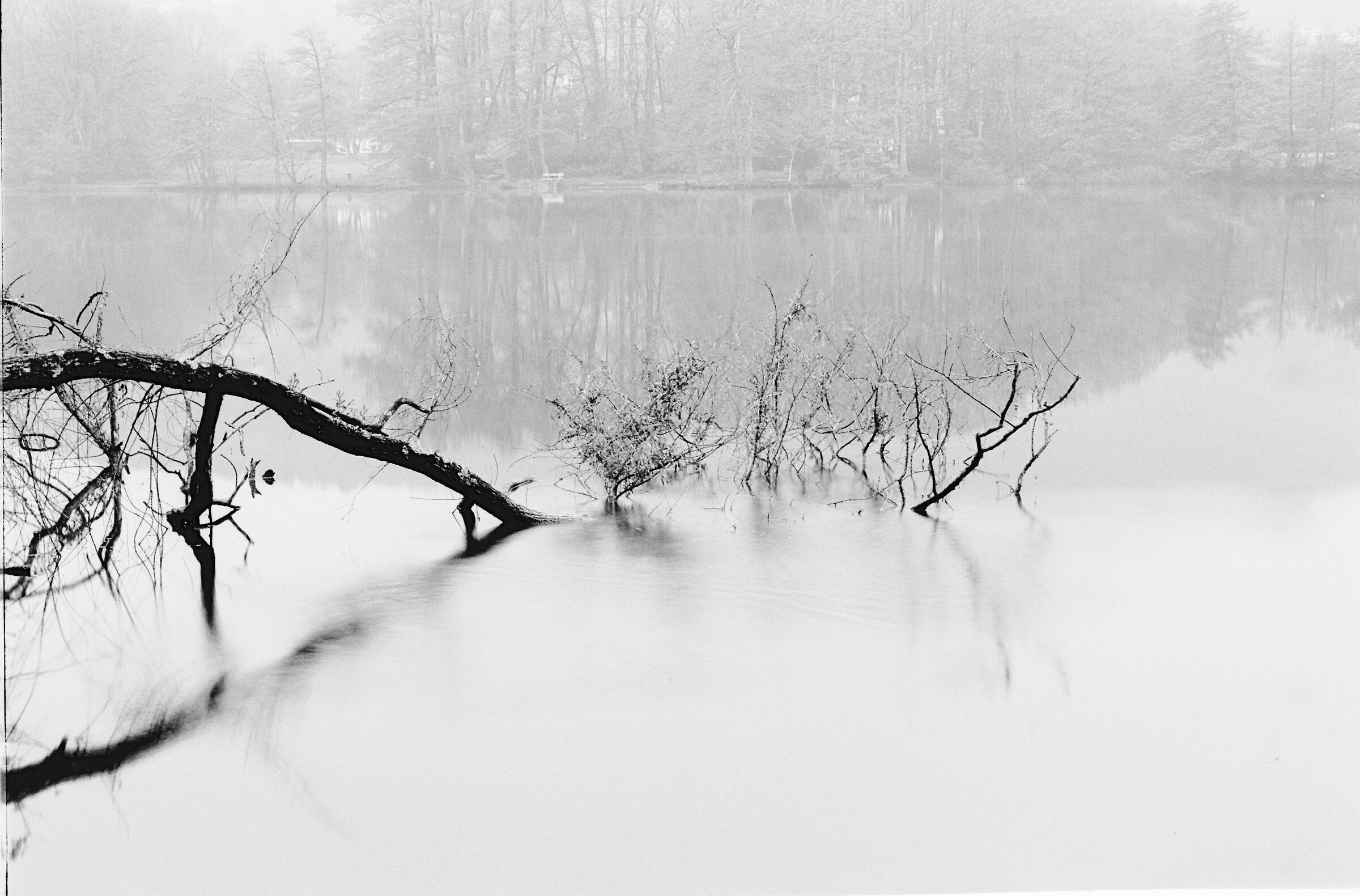 Ramo di salice piangente nel lago