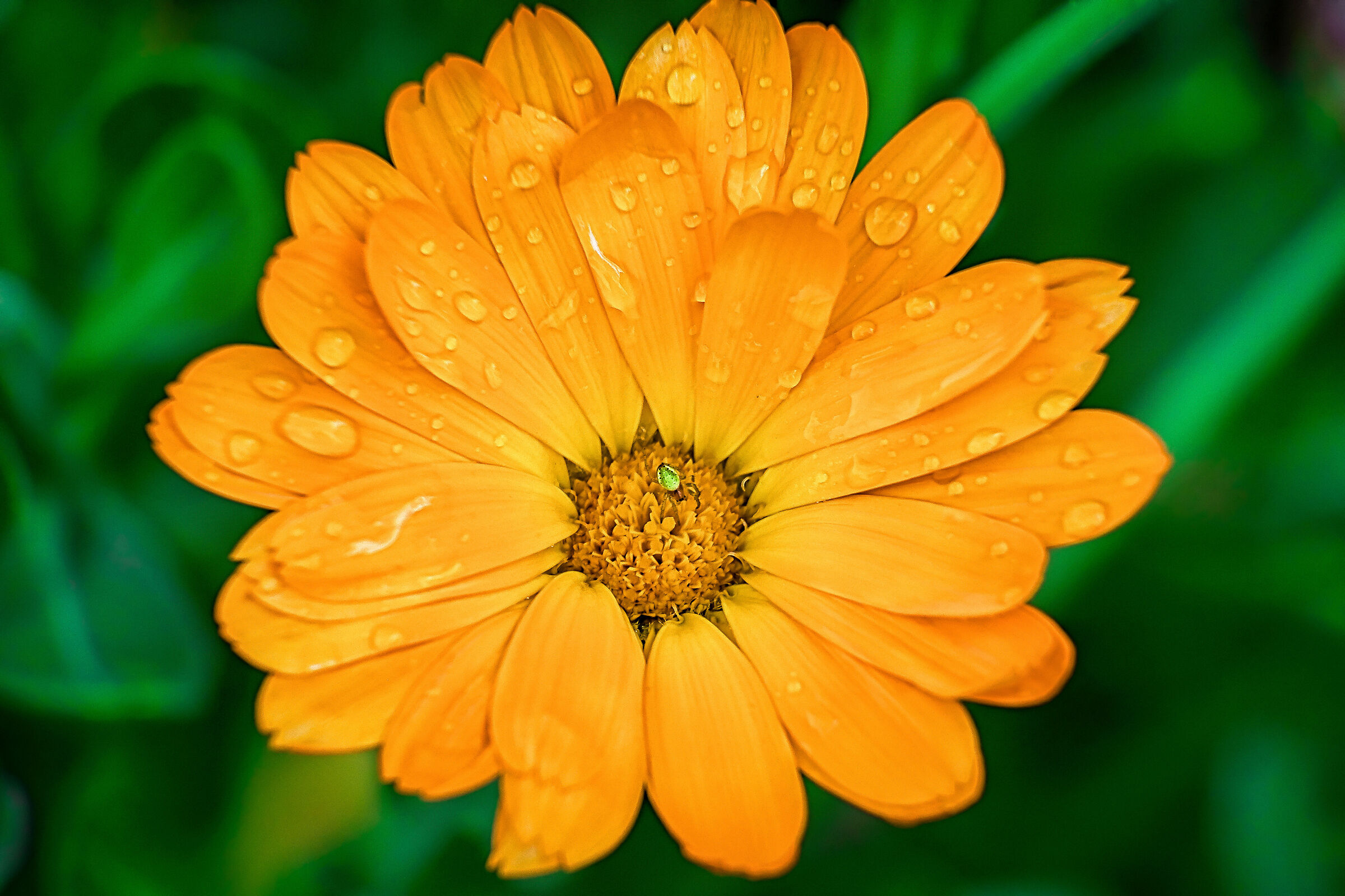 Calendula Oficinalis
