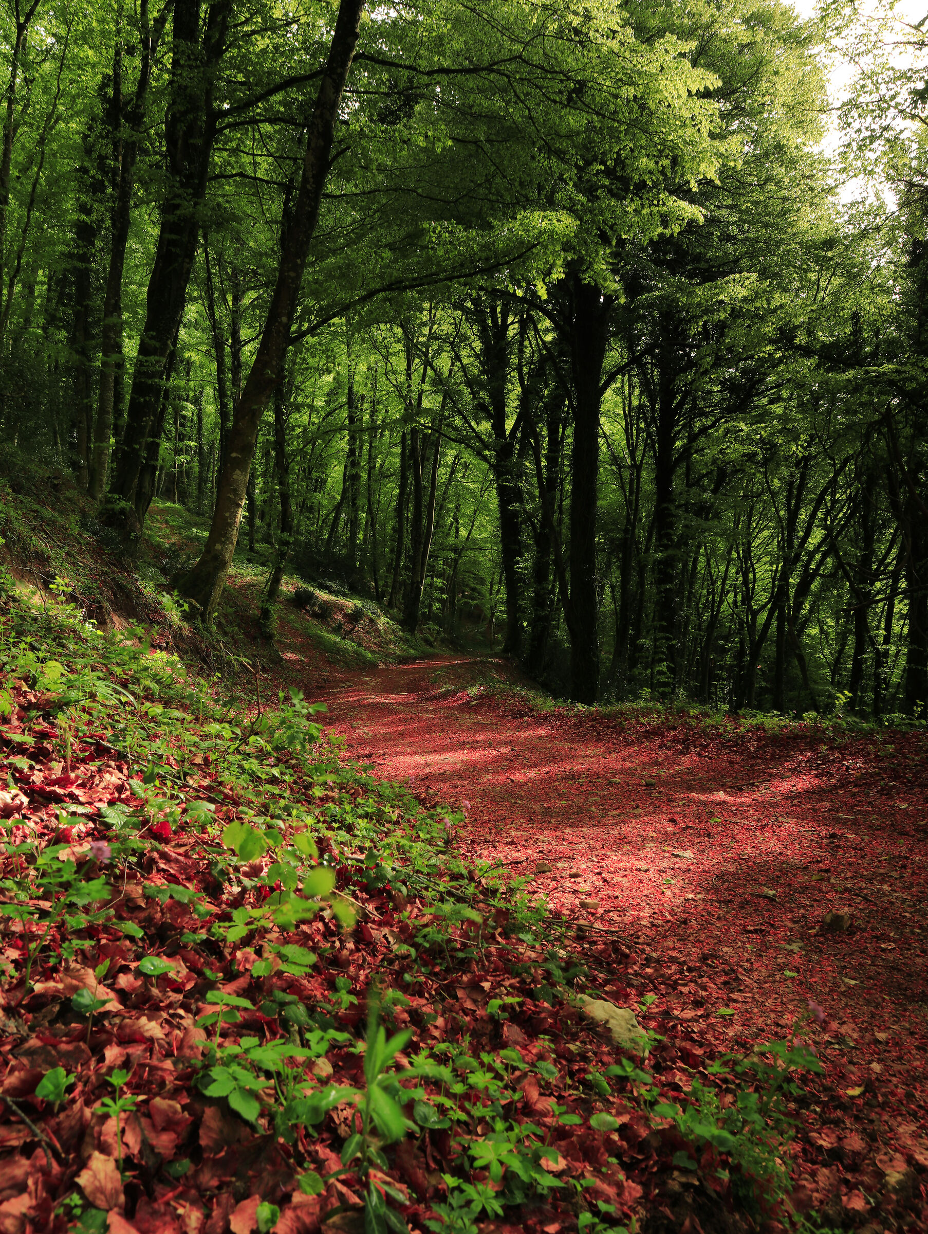 Small road in the woods