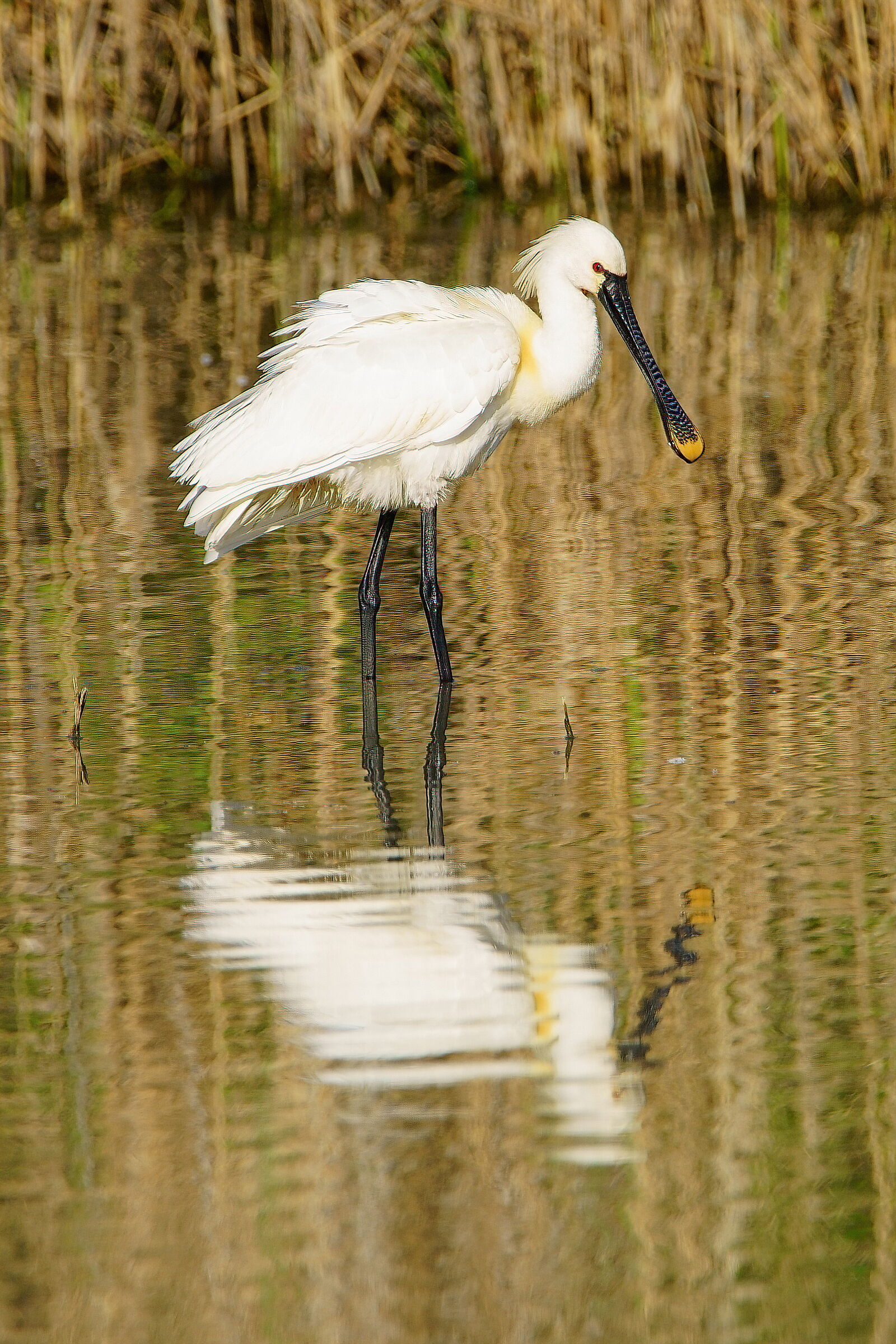 Spatola al risveglio