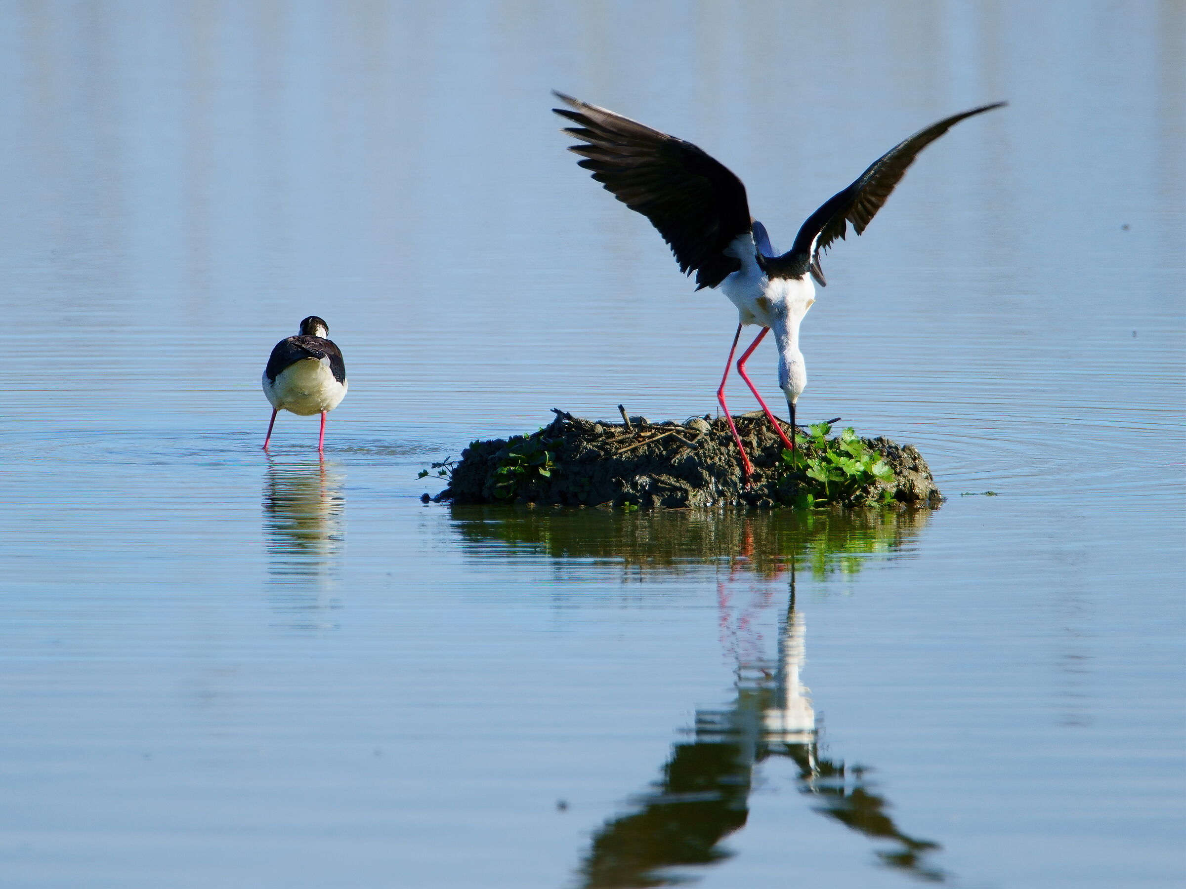 Cavalieri d'Italia in pausa durante la cova
