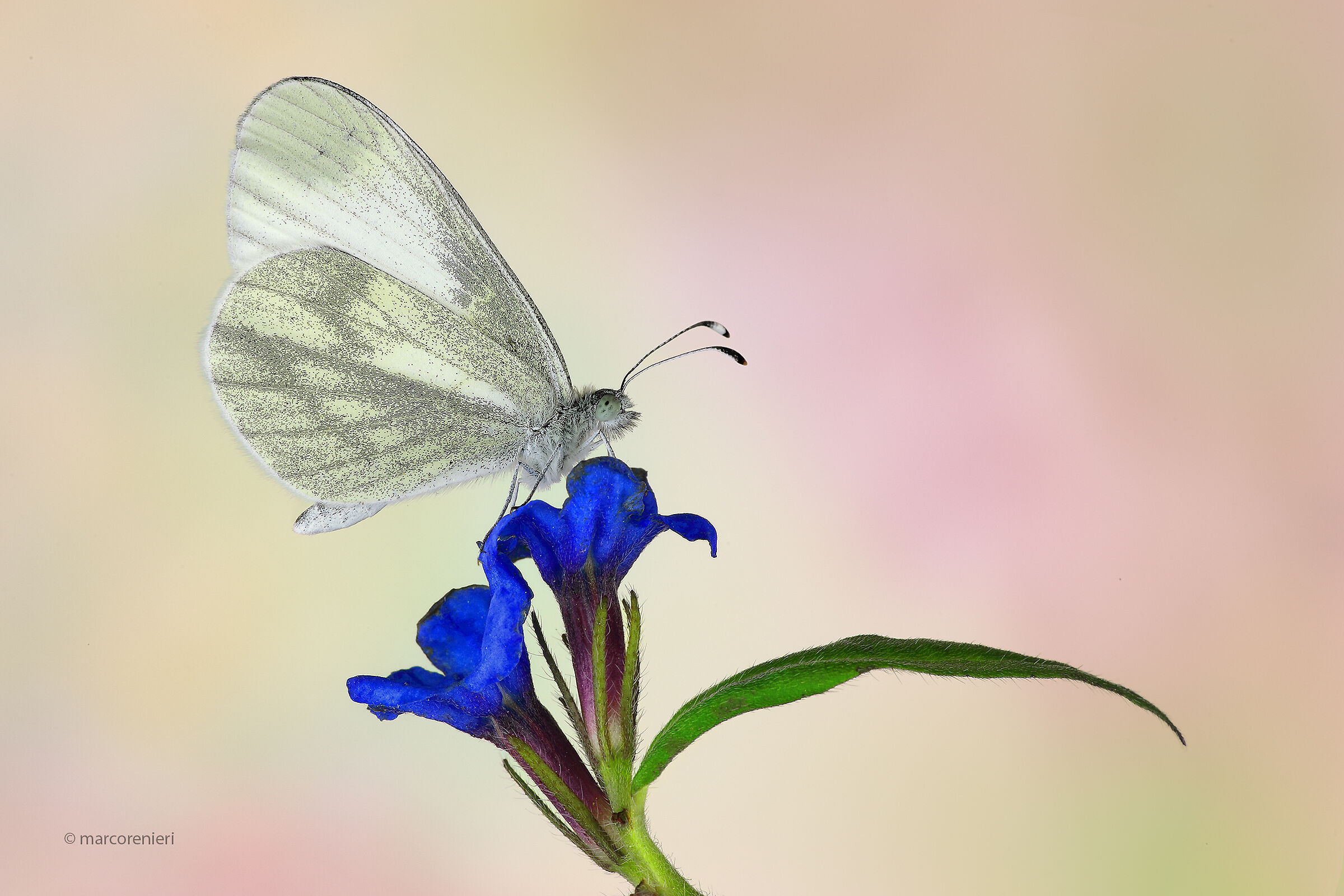 Sinapis leptidea