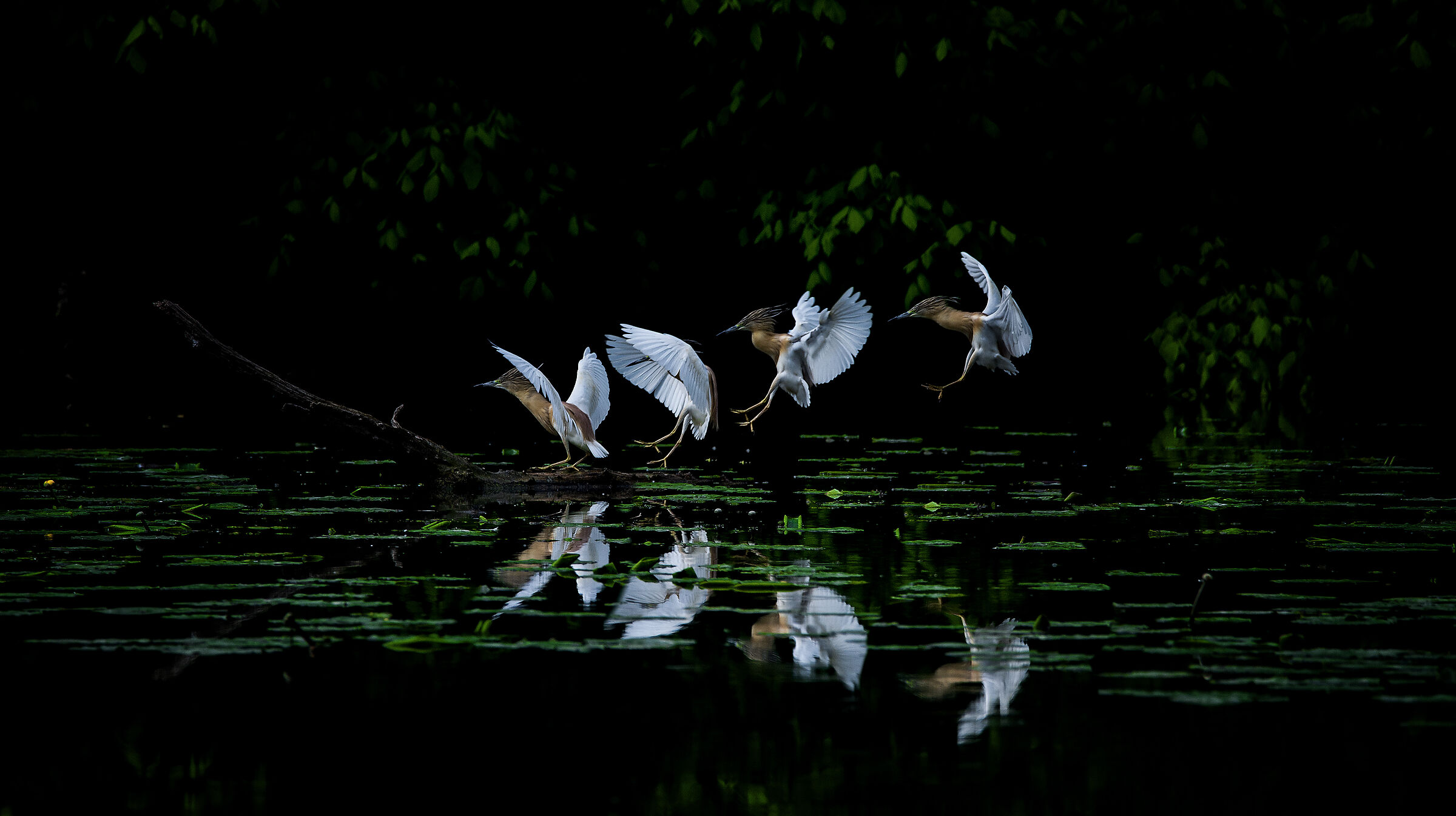 Sgarza ciuffetto, Parco Adda Sud