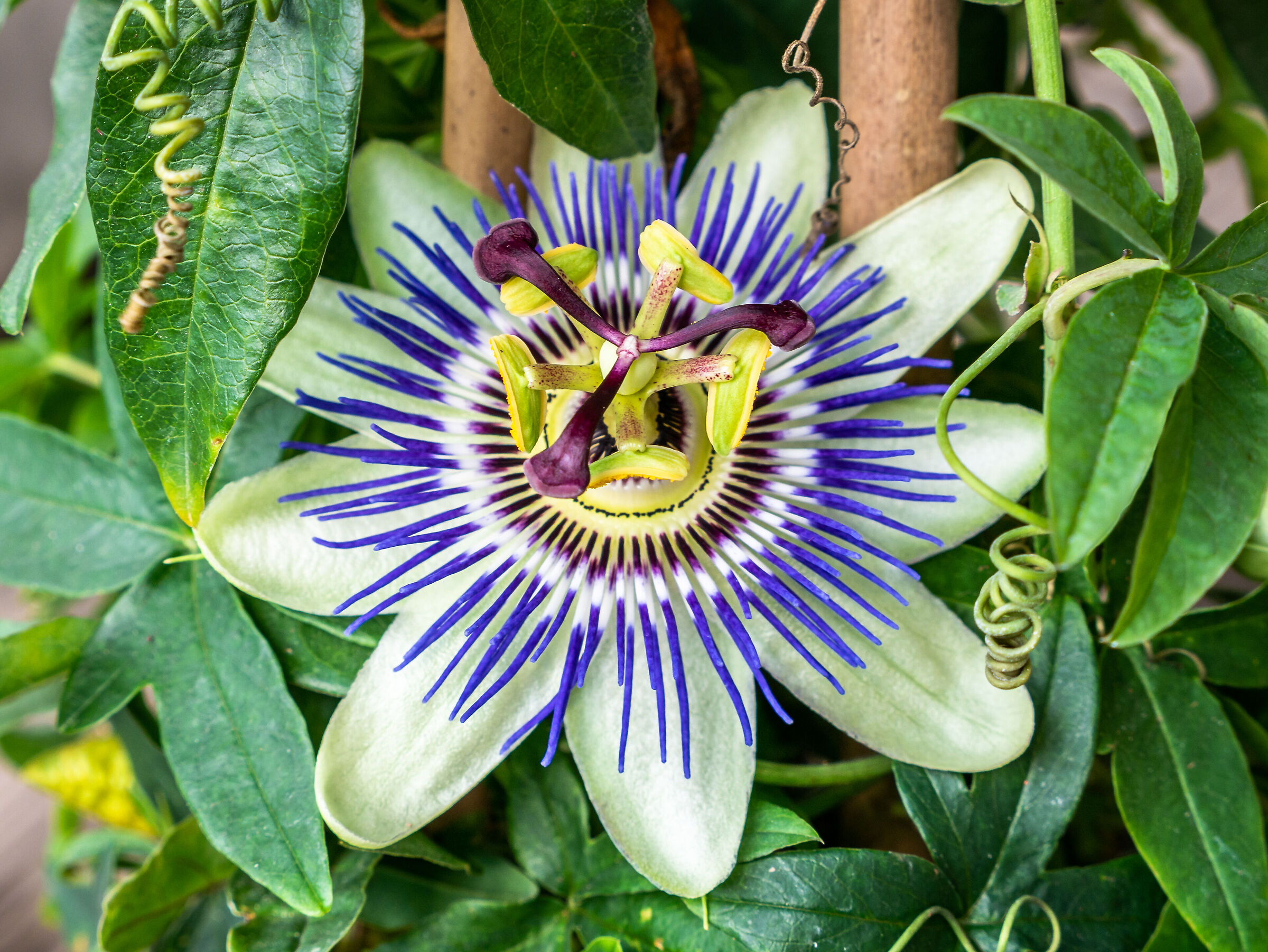 passionflower