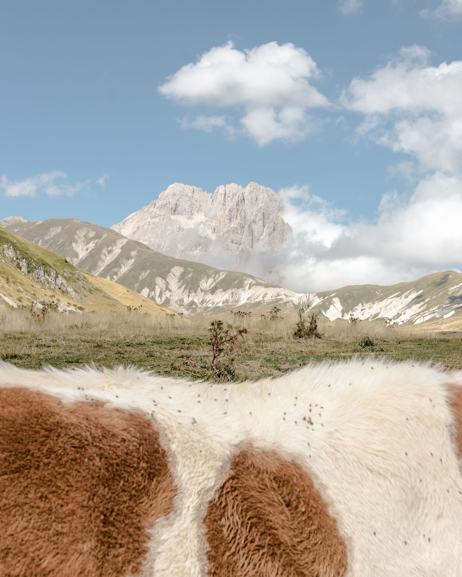 Pezzato landscape