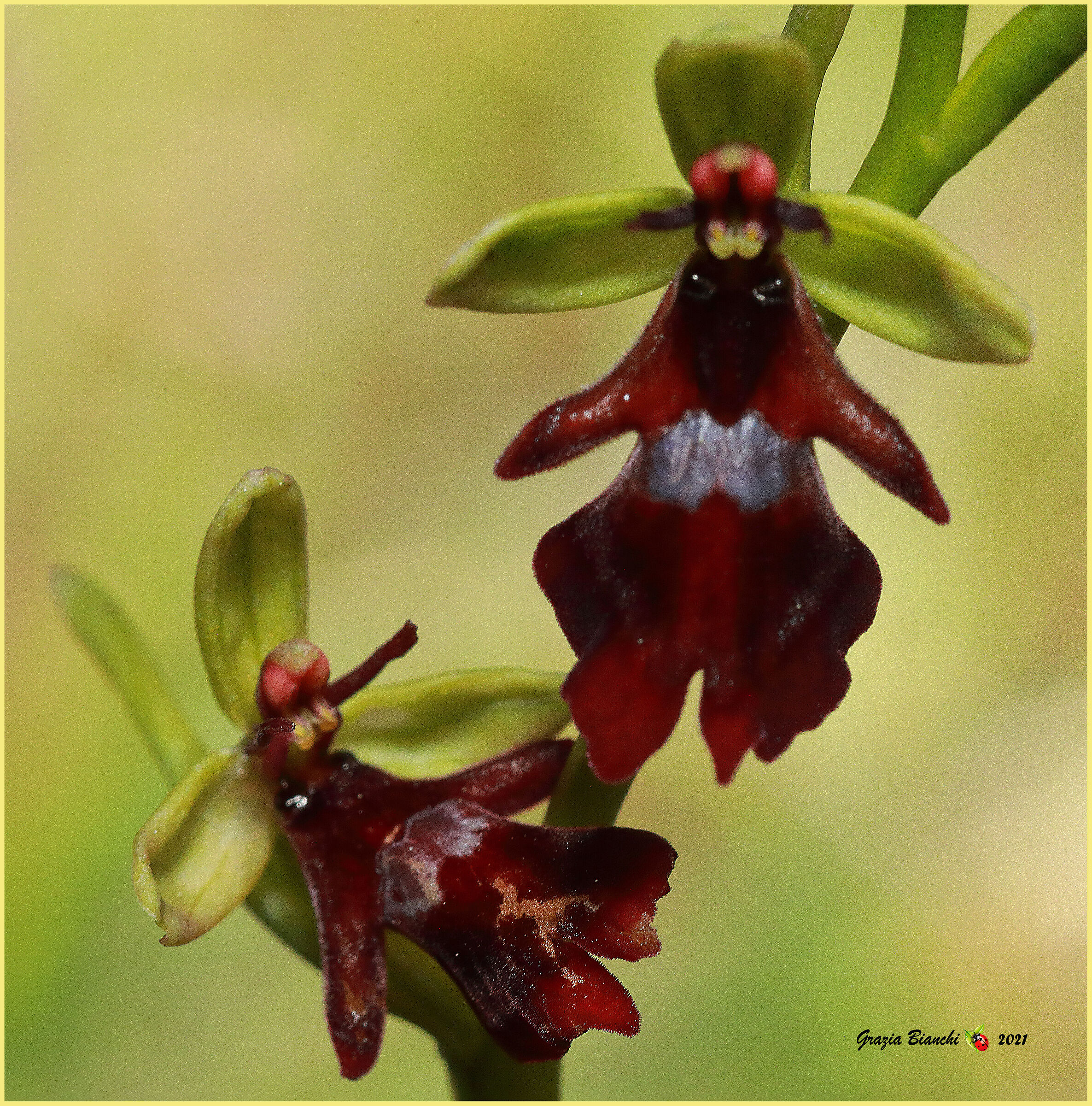 Ophrys insectifera (Orchidea spontanea)