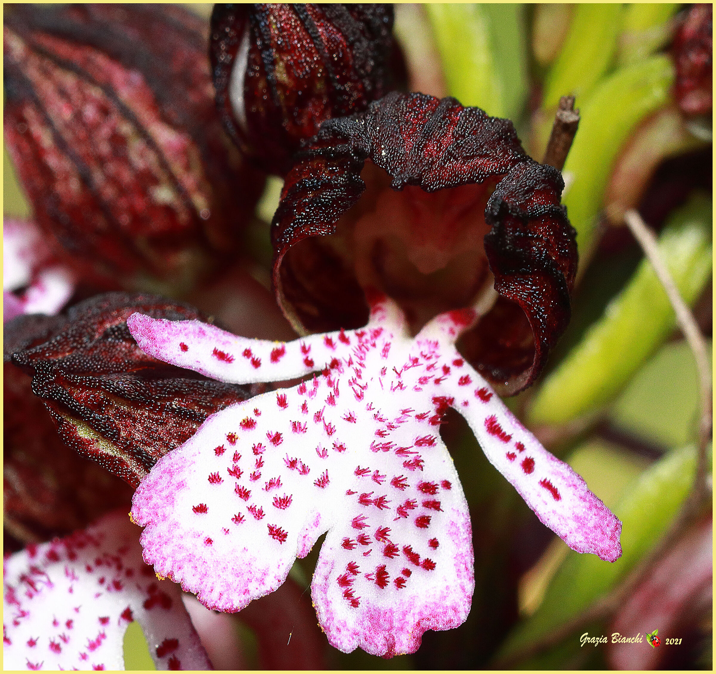Orchis purpurea (Orchidea spontanea)