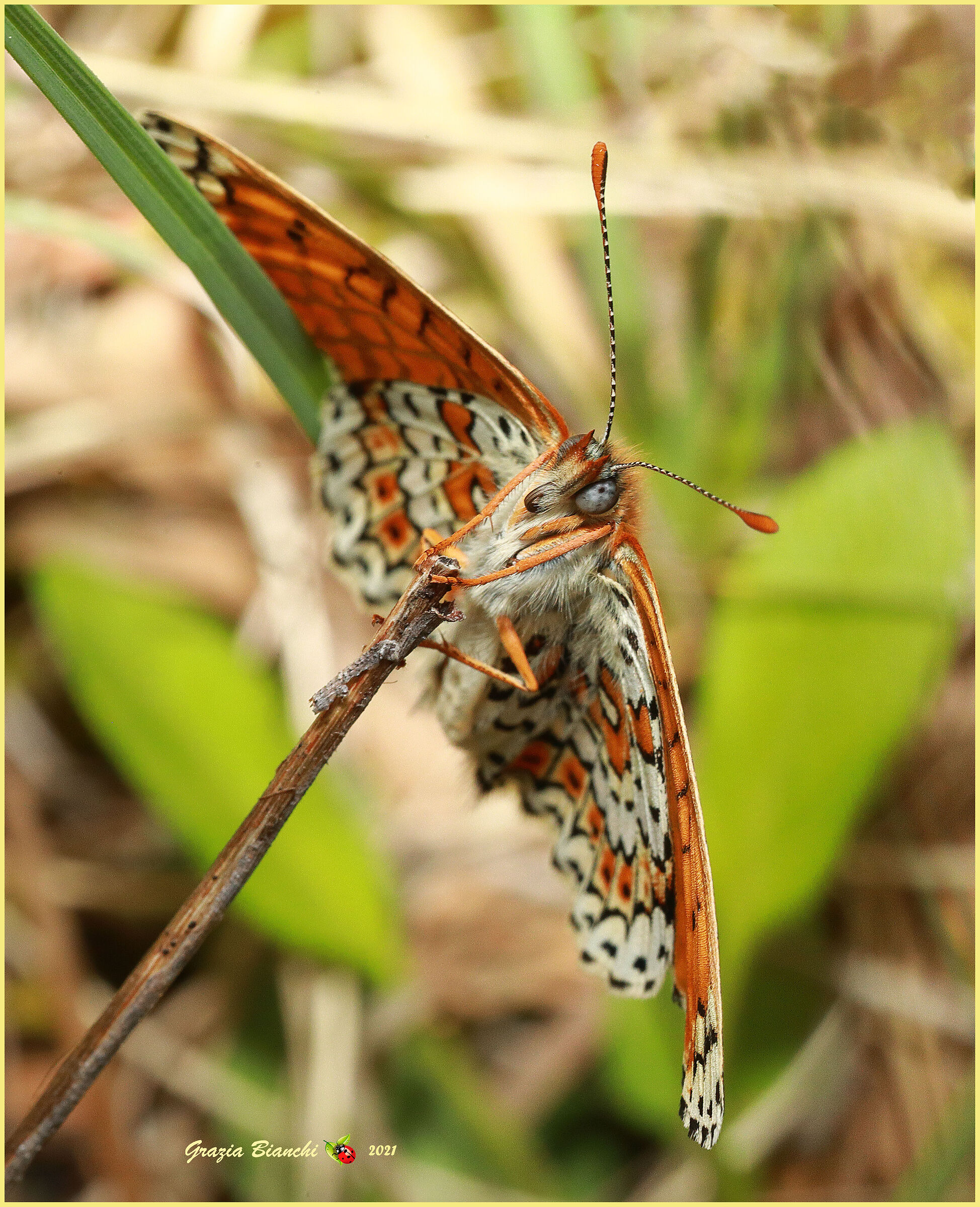 FarfallaMelitaea
