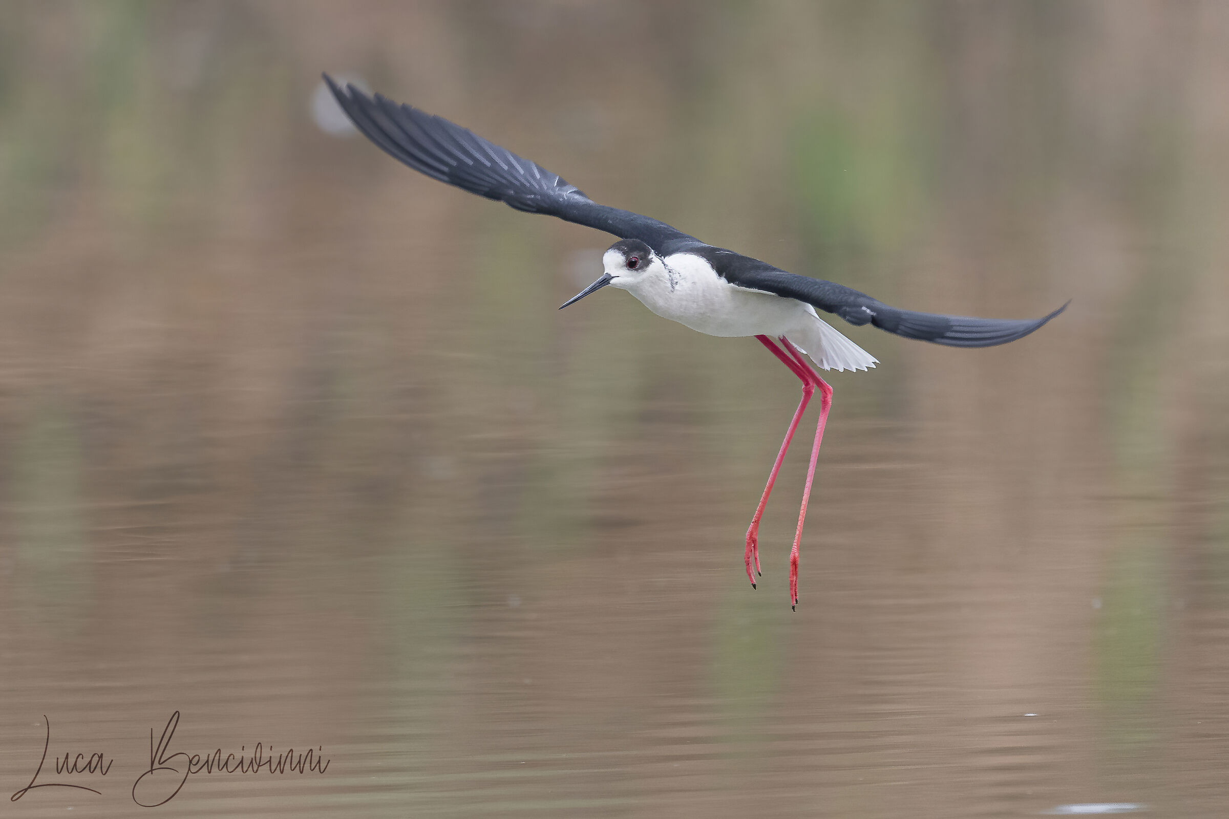 Knight of Italy ready to land!