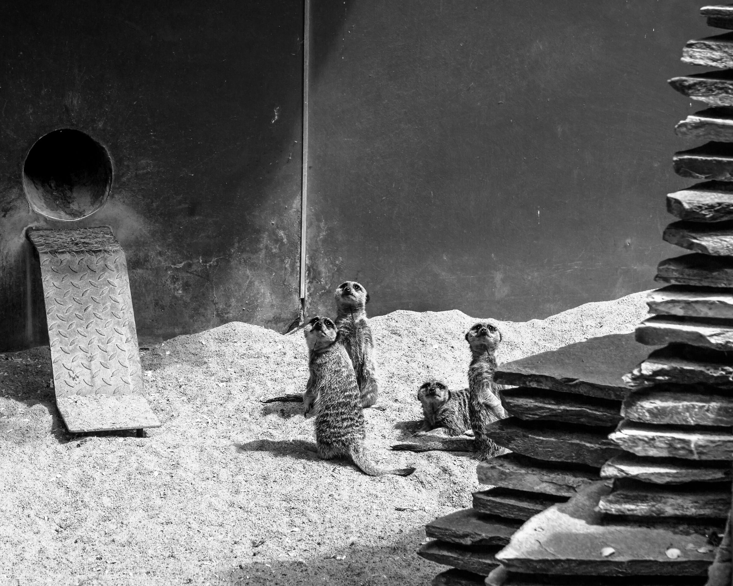 Meerkat