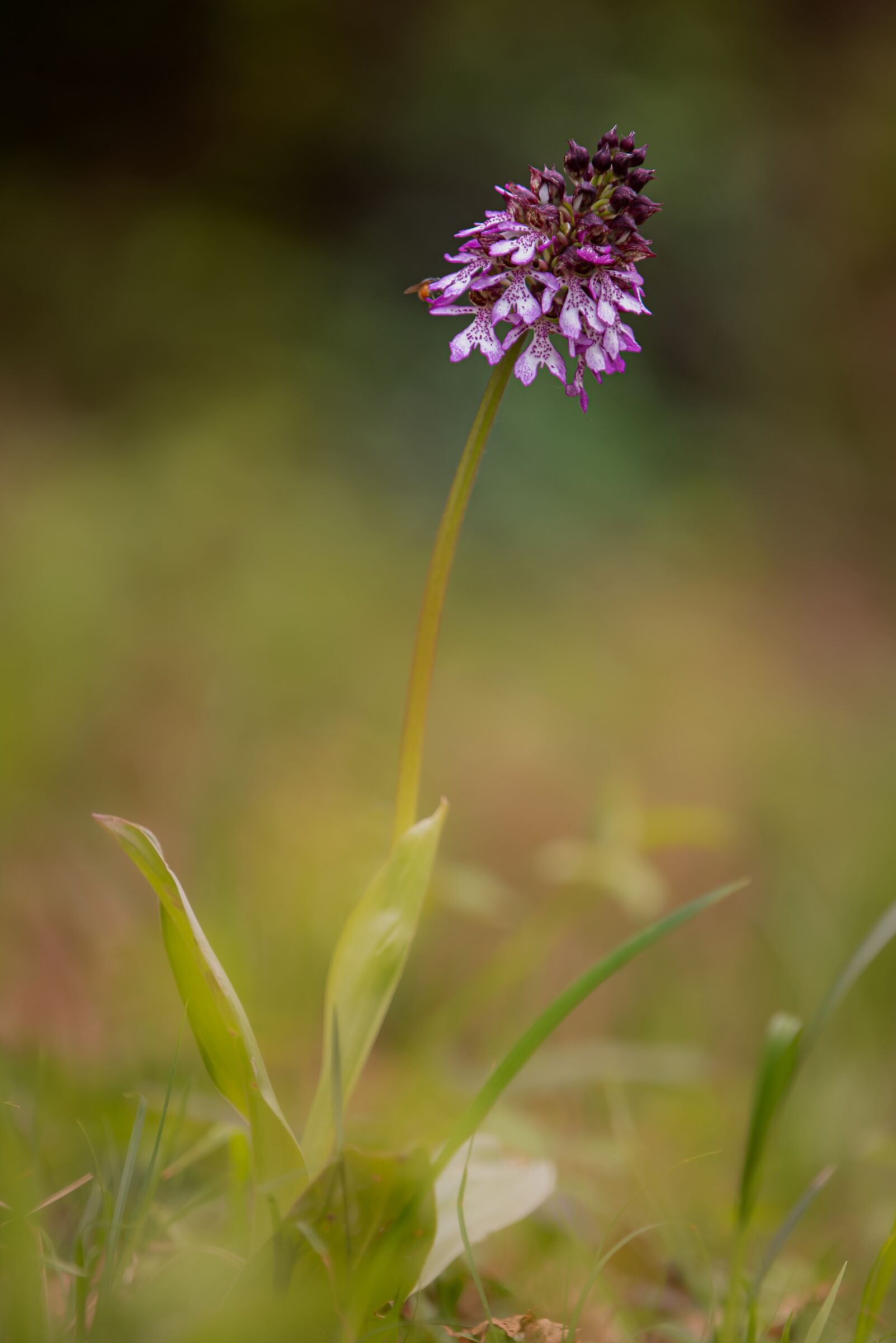 purple orchis