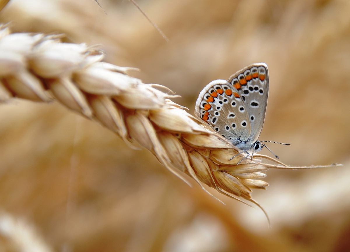 Butterfly on Grain