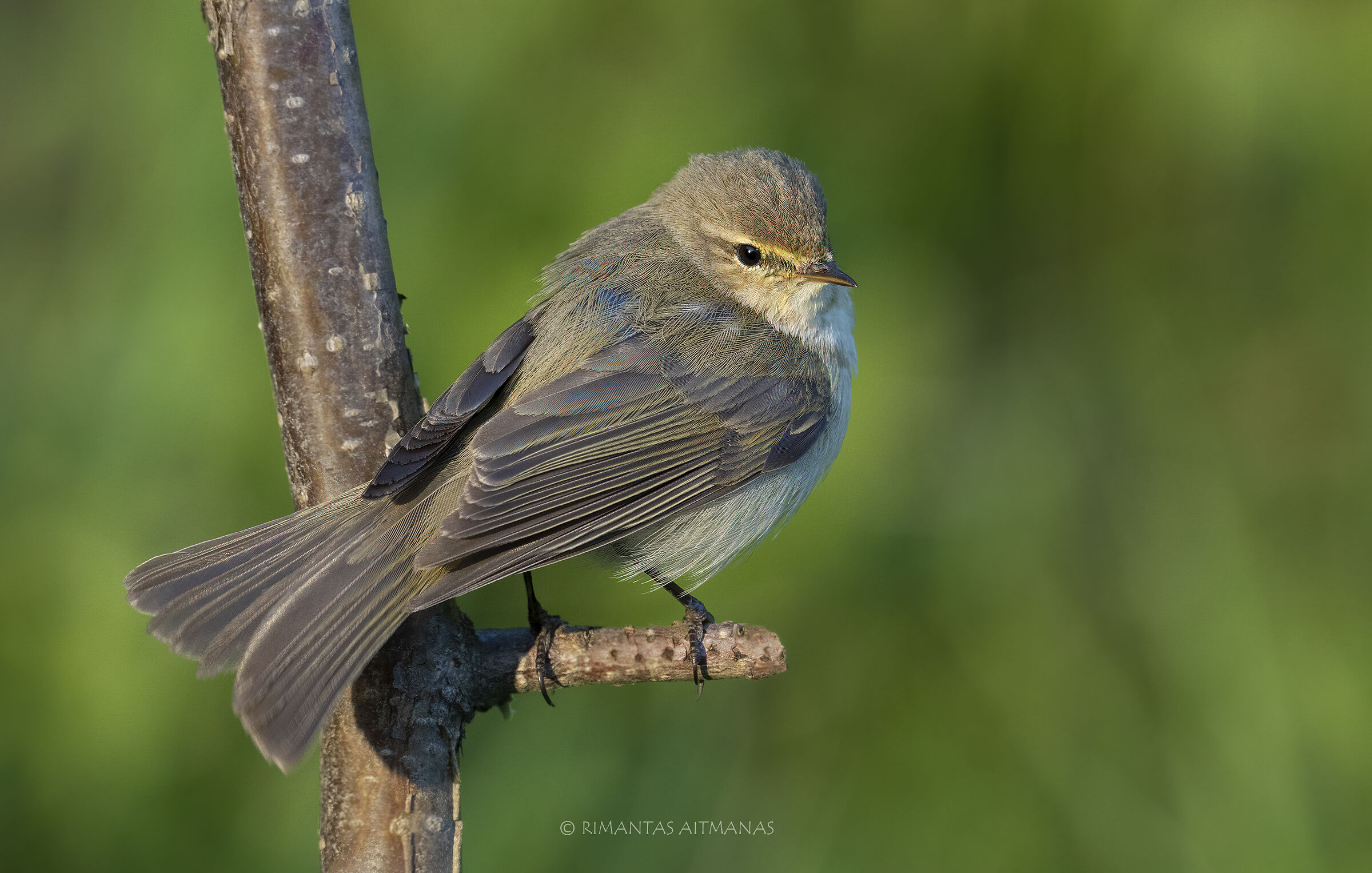 Phylloscopus Collybita - Chiffchaff