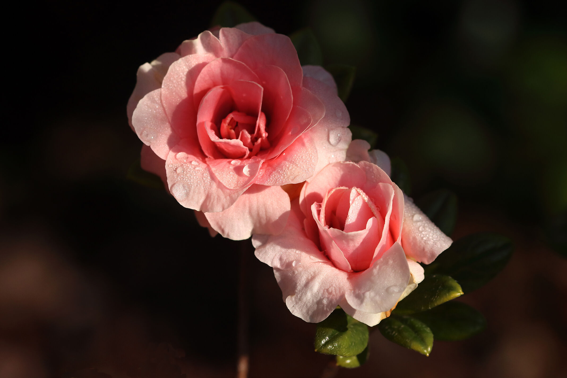 azaleas -- like roses --