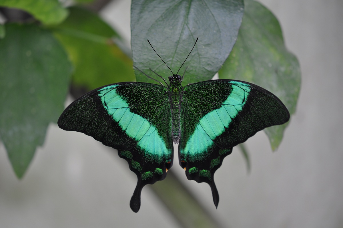 Green Butterfly