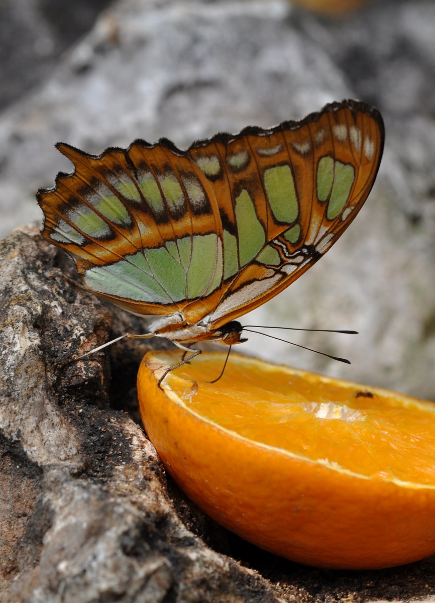 Butterfly on Orange