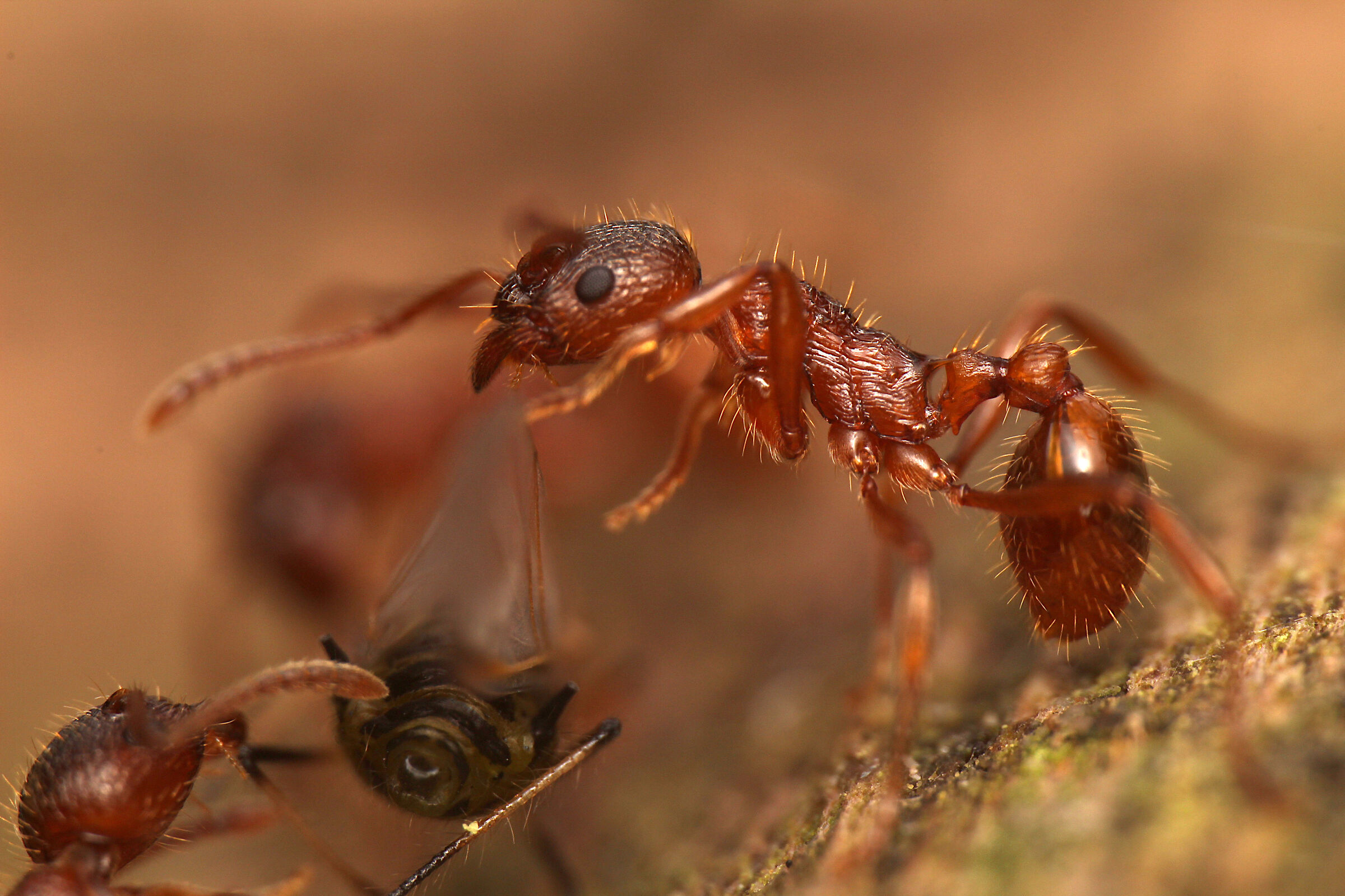 Myrmica rubra - Wikipedia