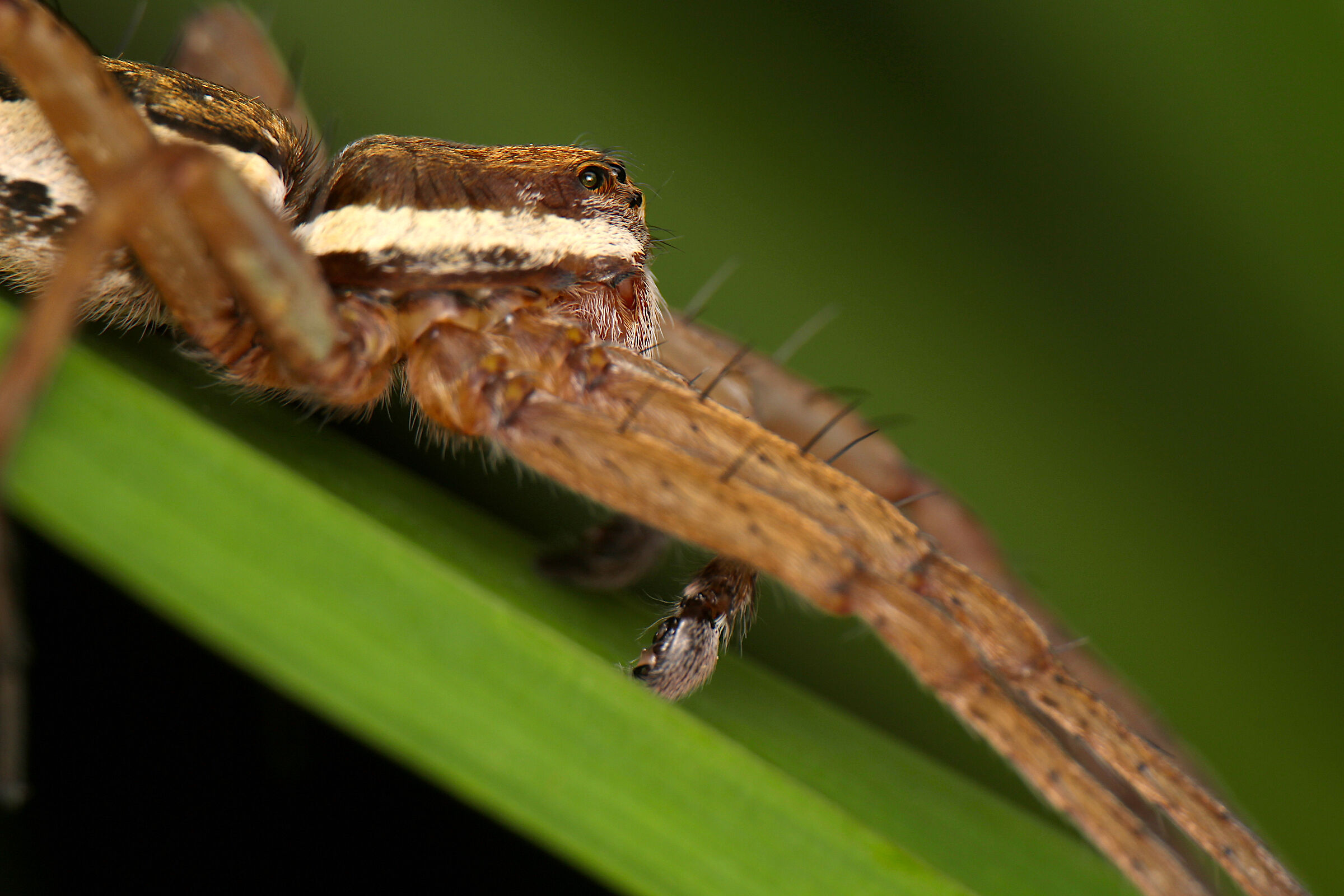 Dolomedes fimbriatus
