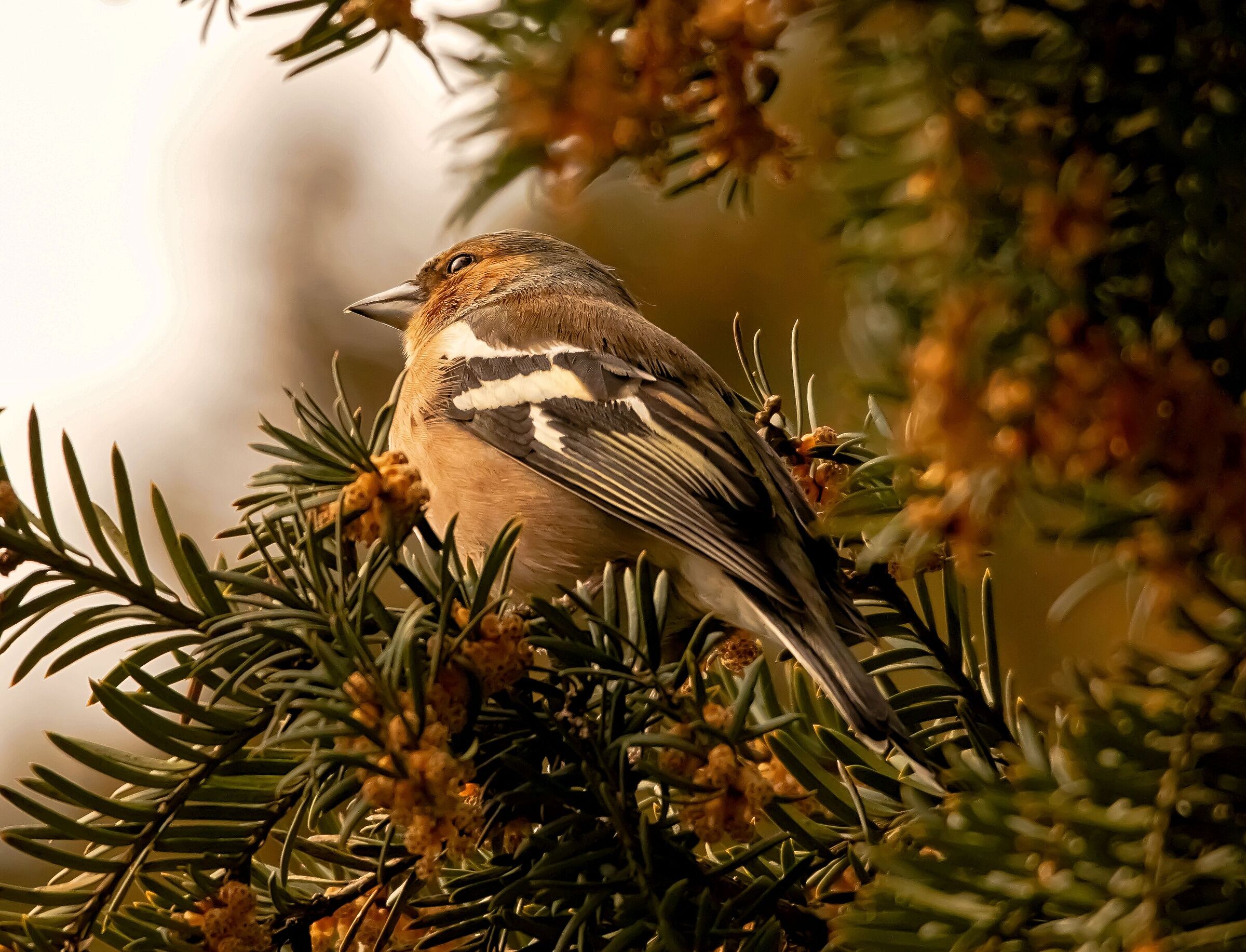 Fringuello maschio su ramo 4/03/2021