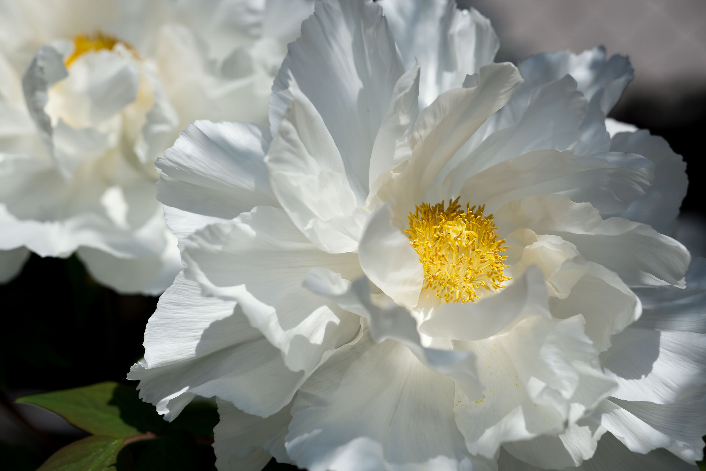 White Peony 1
