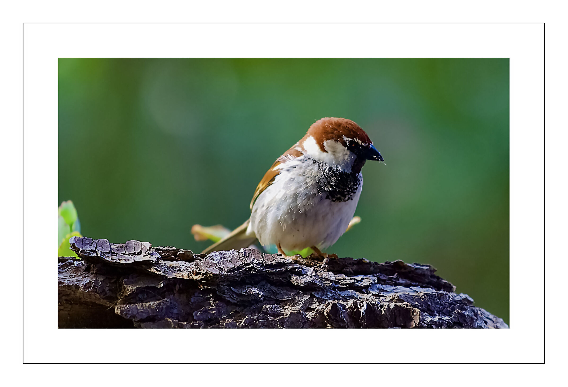 ...sempre dal mio balcone