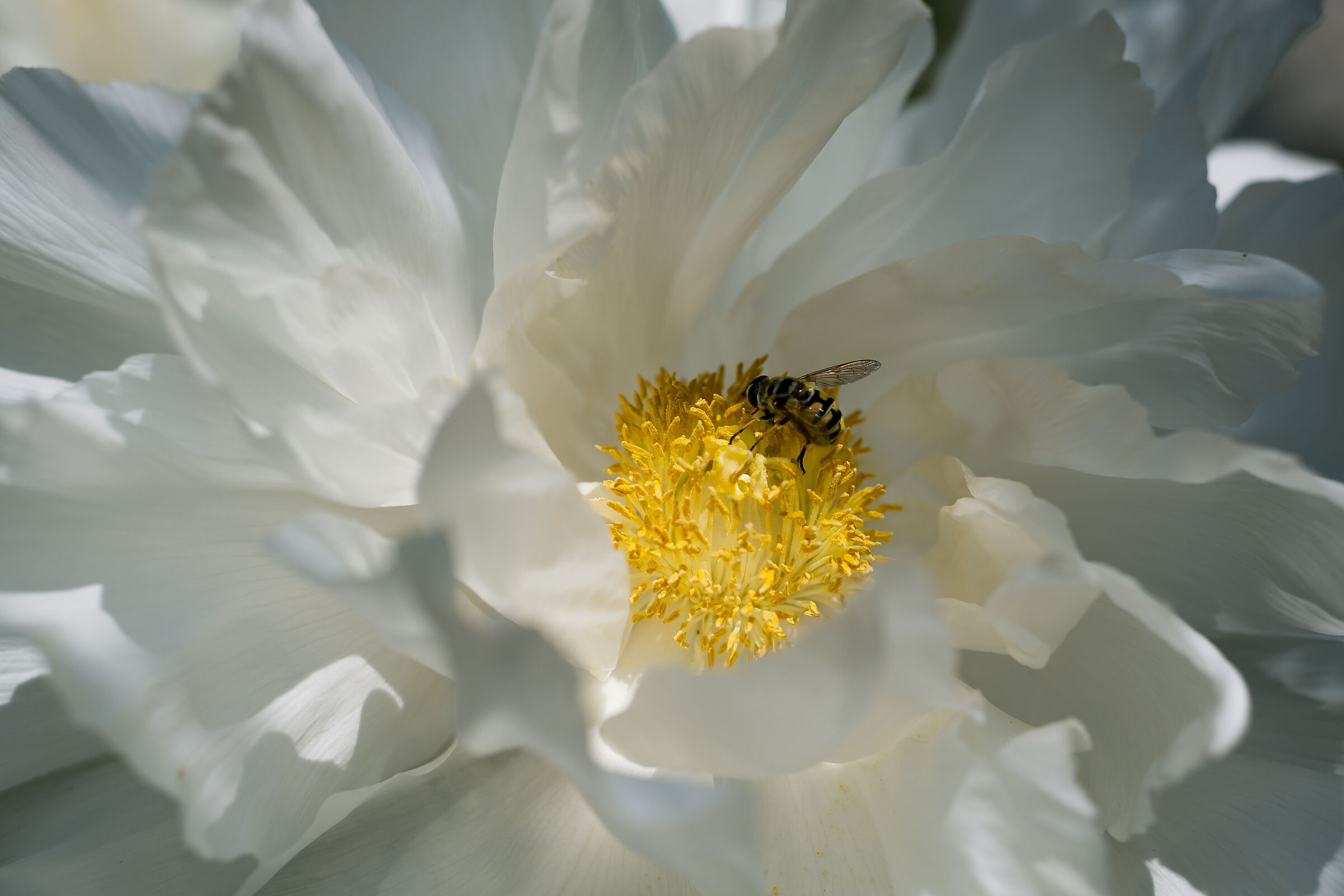 White Peony 2