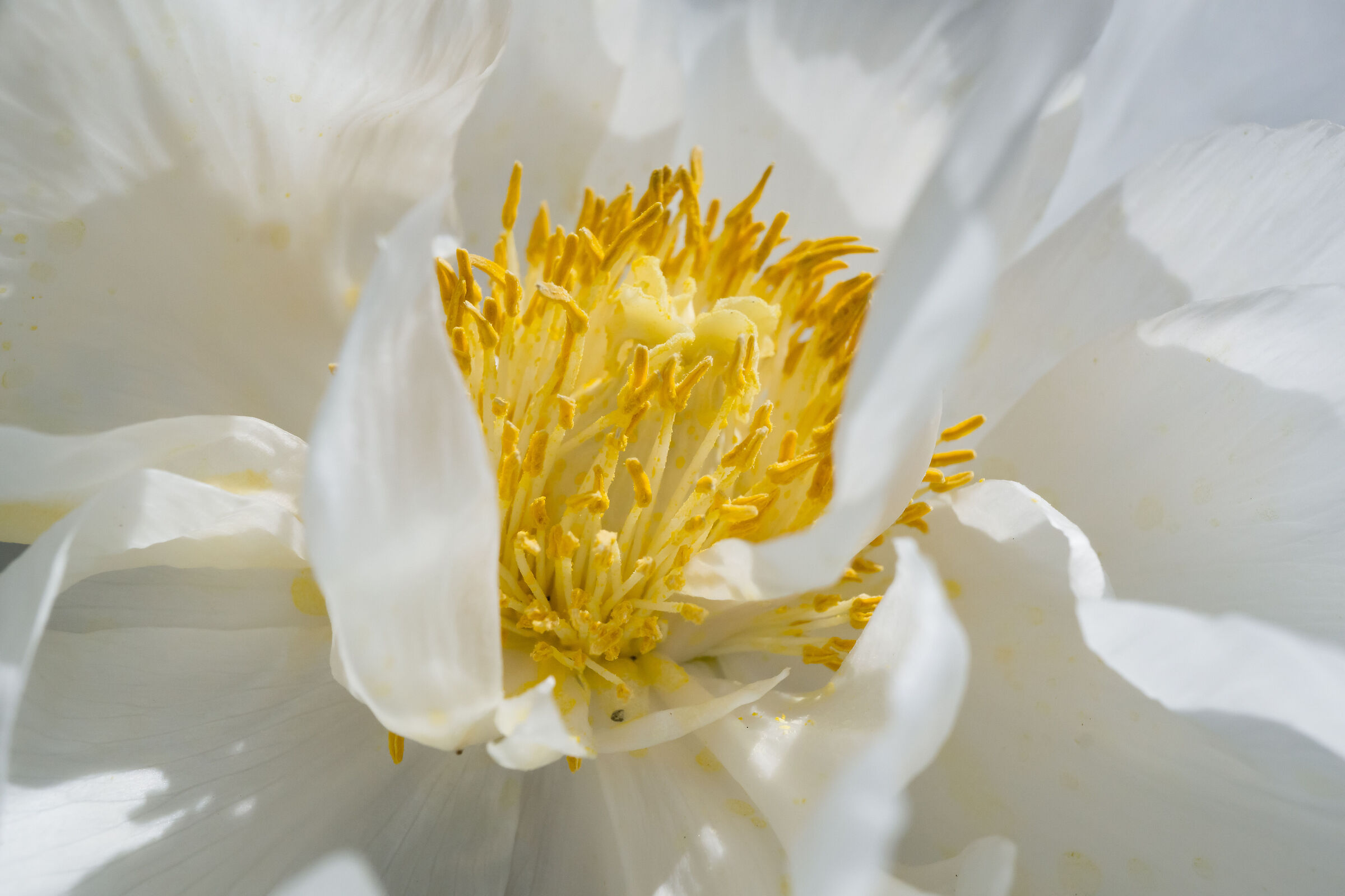 White Peony 3