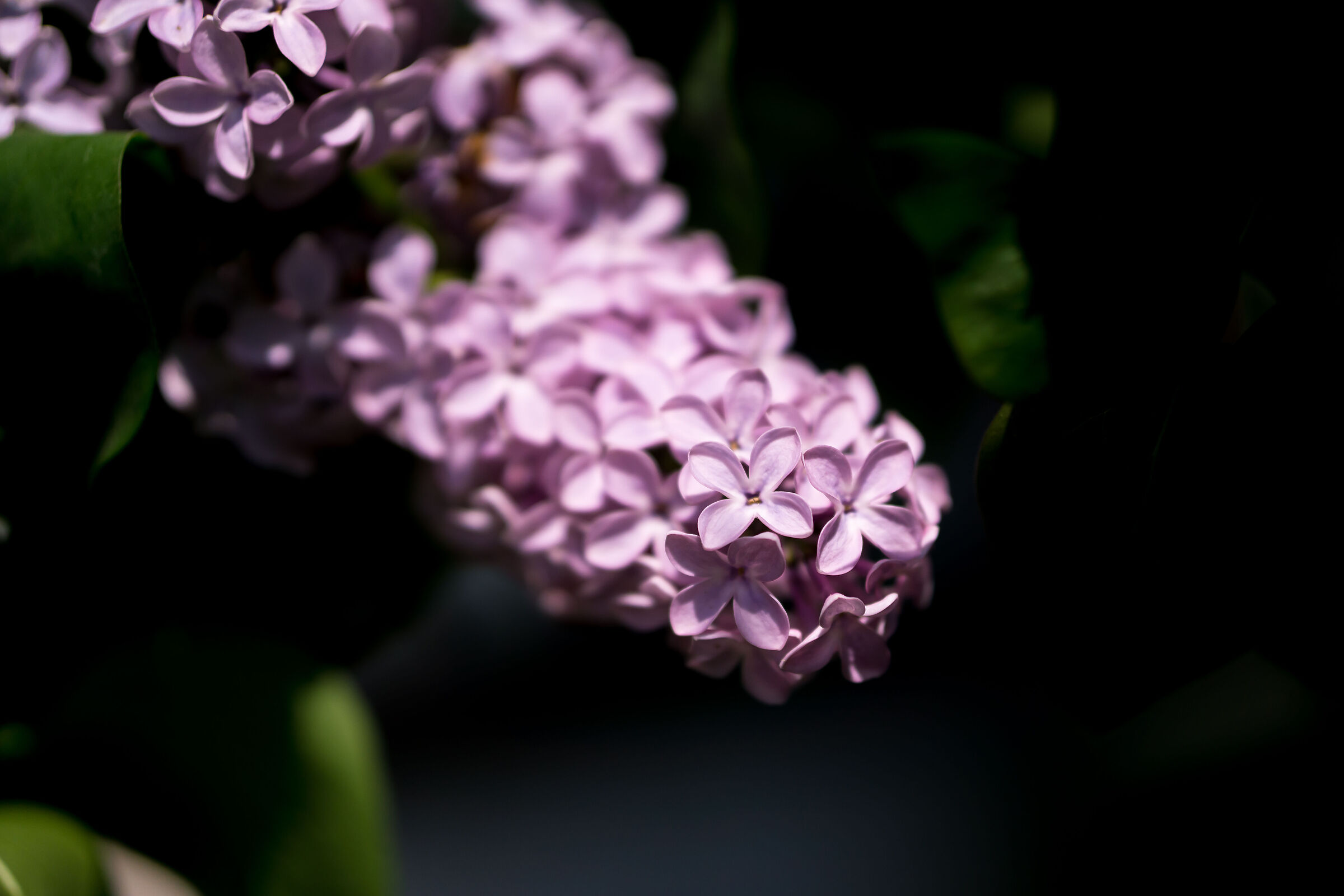 lilac