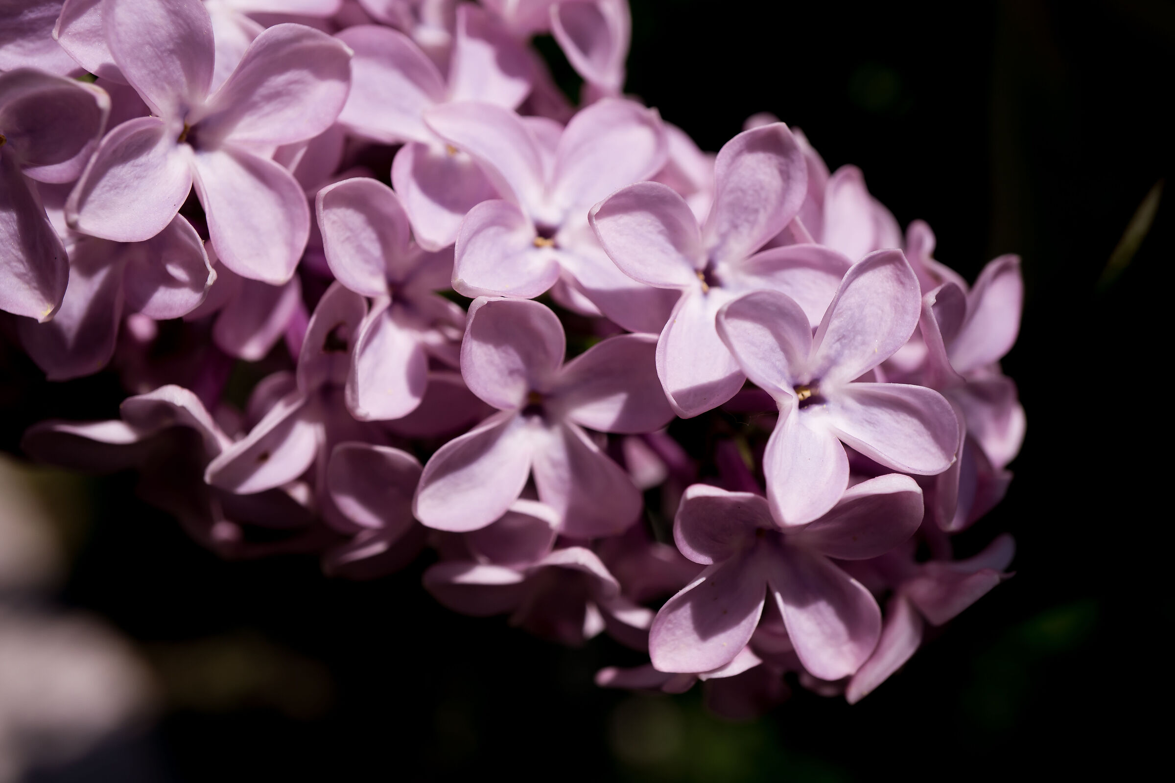 lilac