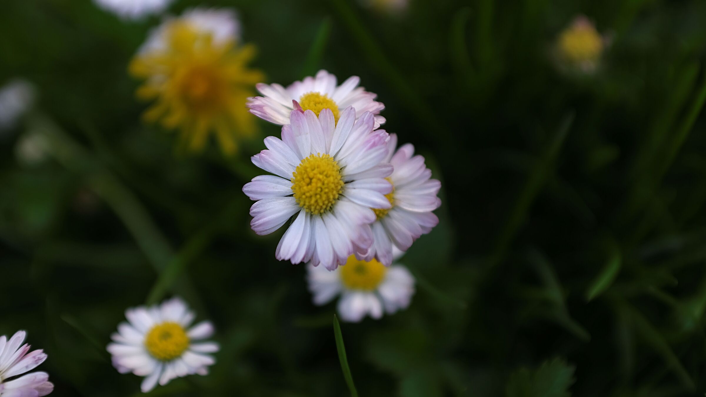 Bellis Perenis