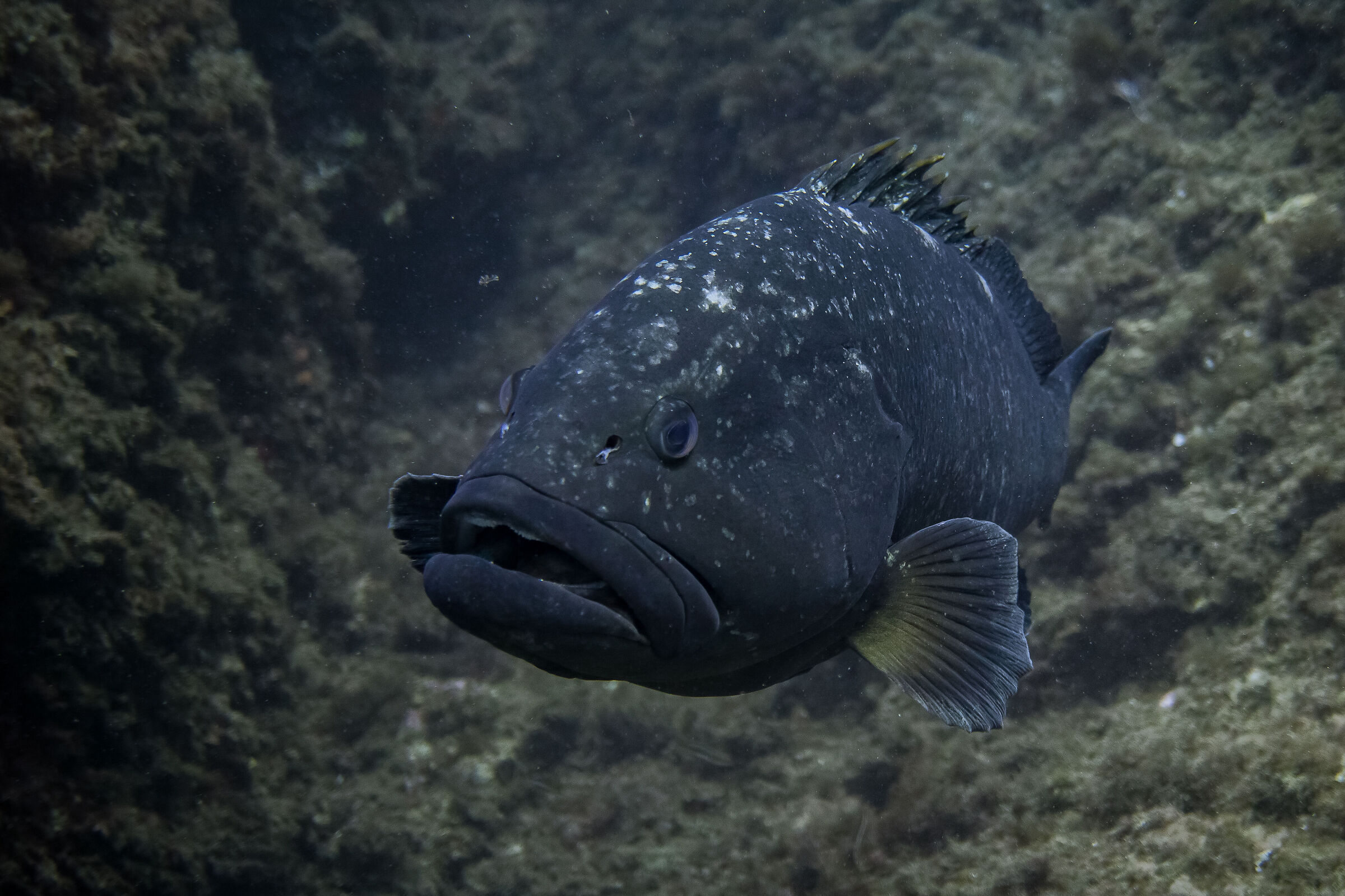 grouper