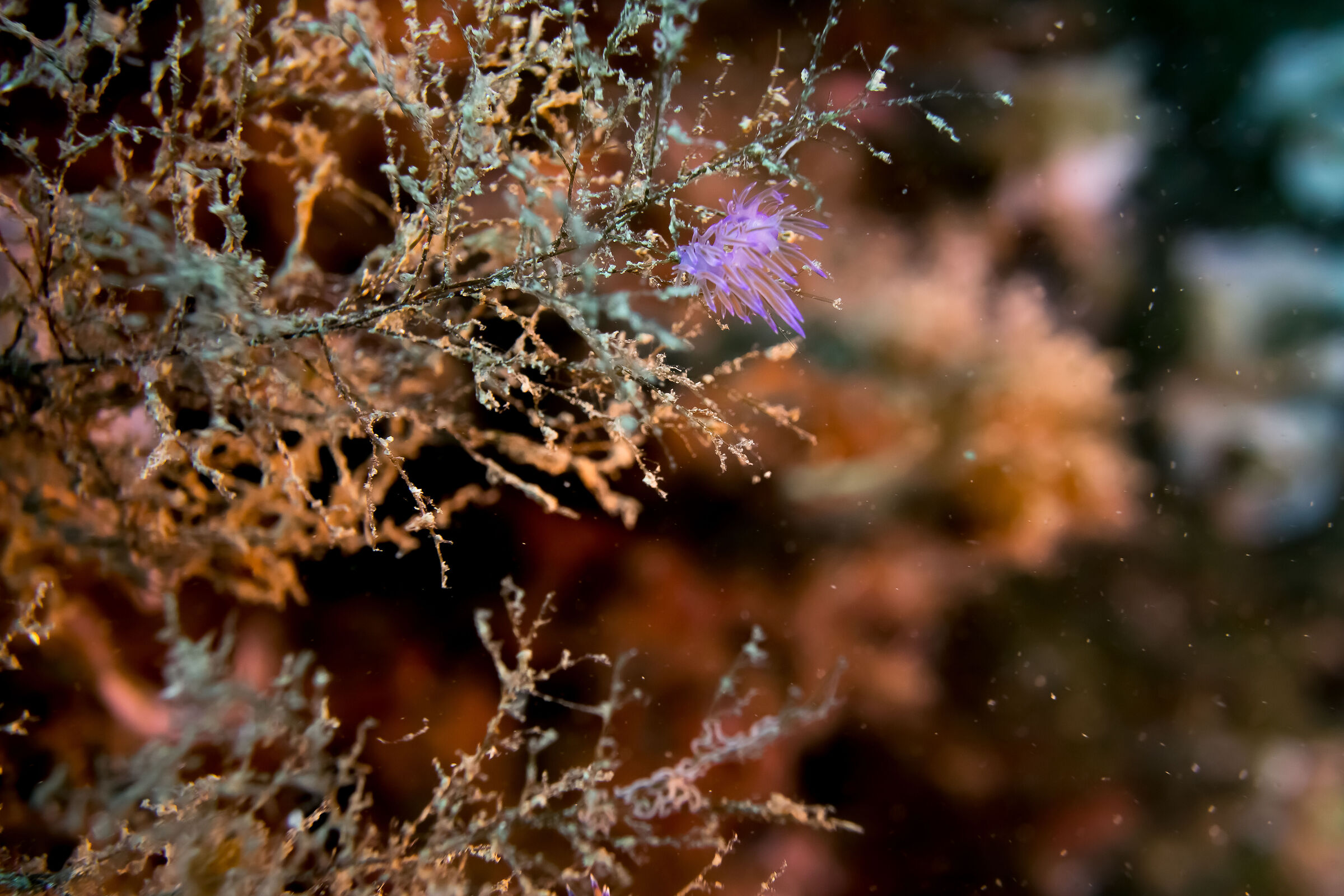 Flabellina, California