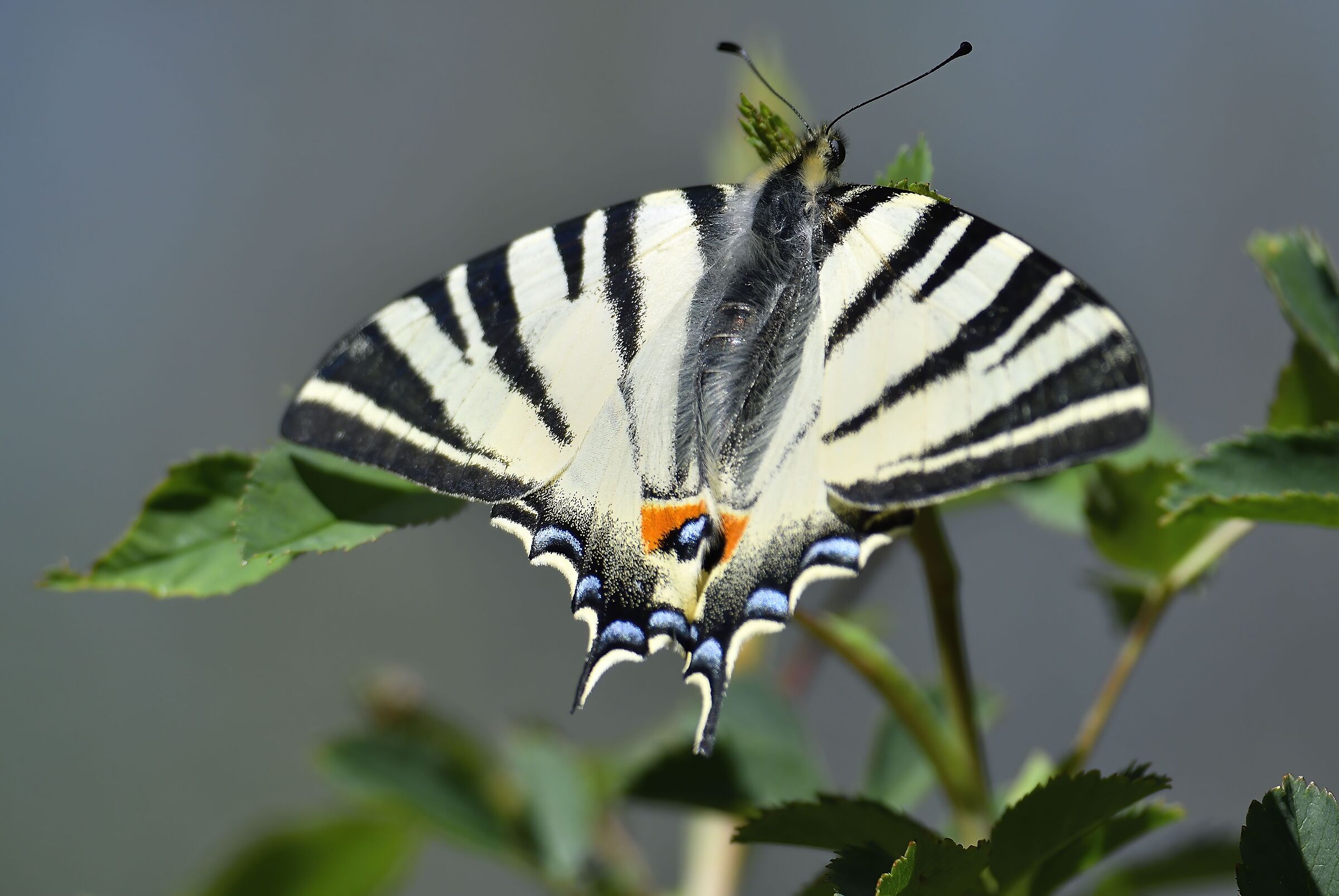 Iphiclides podalirius
