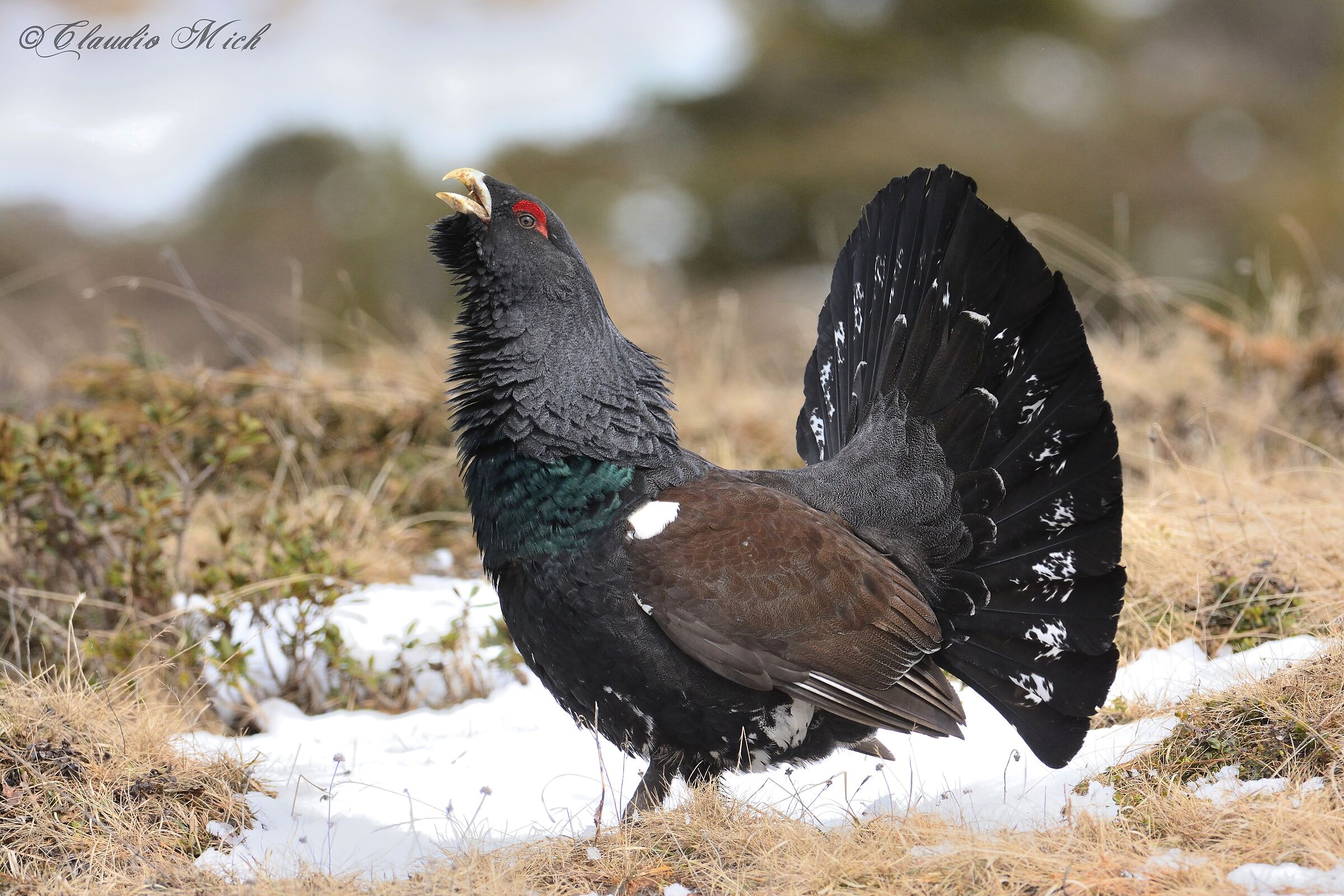 Gallo cedrone