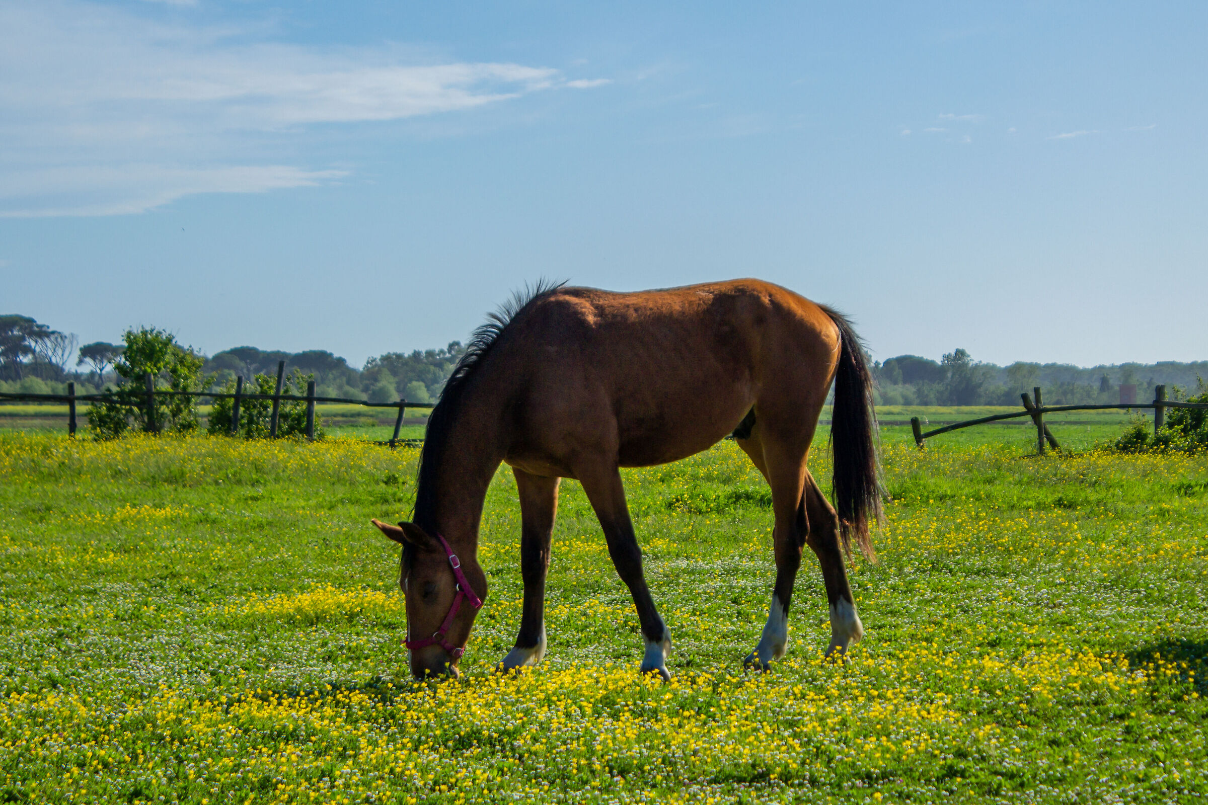 The Horse