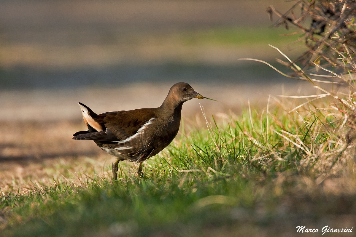 Moorhen