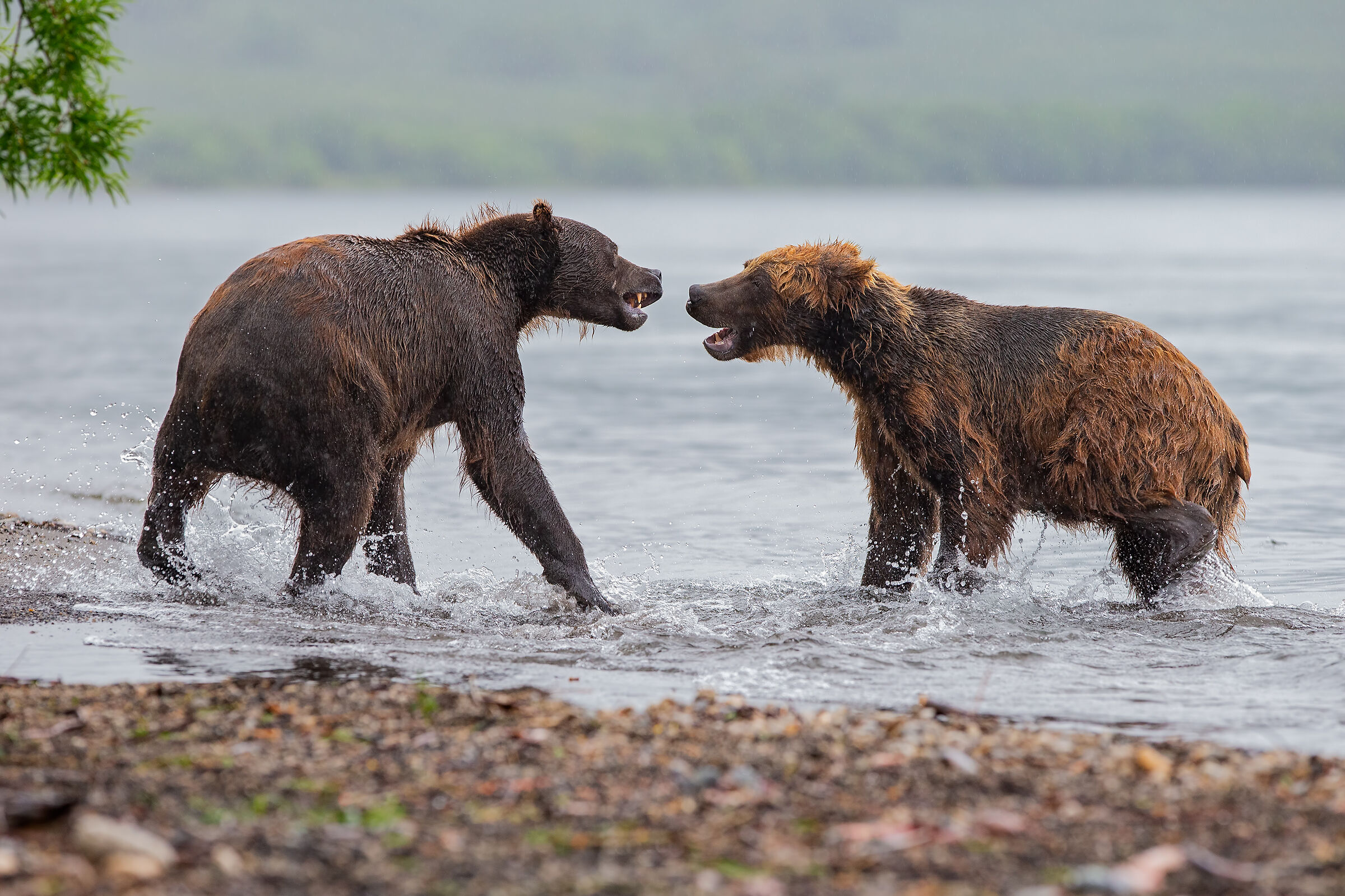 le solite discussioni