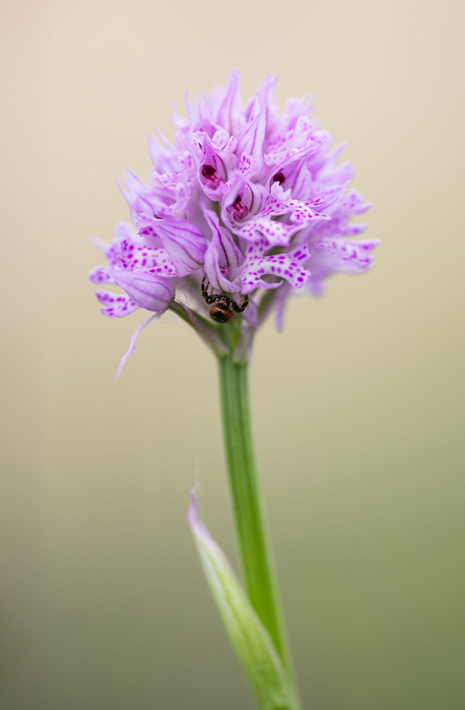 Neotridea Tridentata e Synema globosum