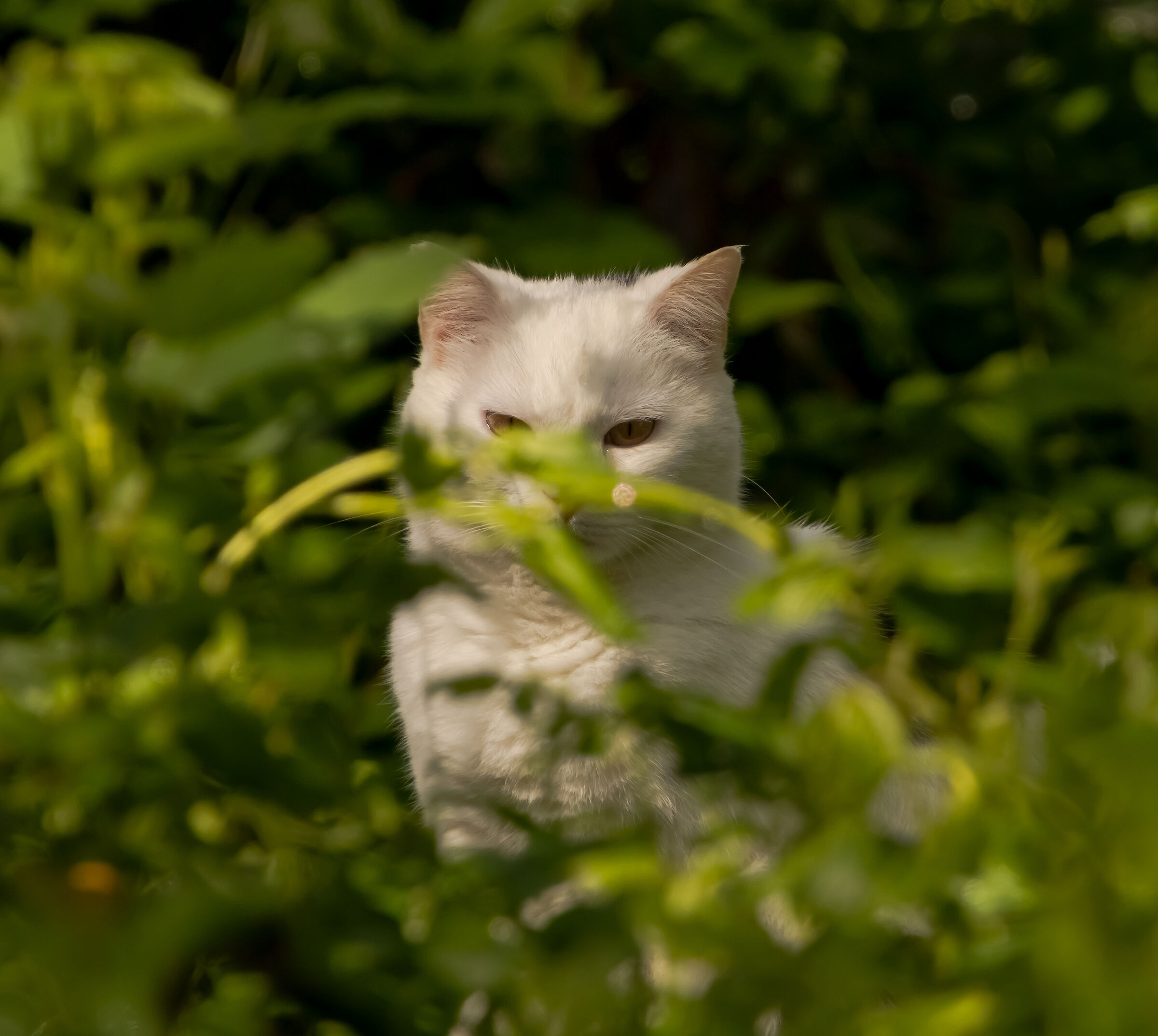 Unknown cat in the woods of Oasis Lipu 2/05/2021