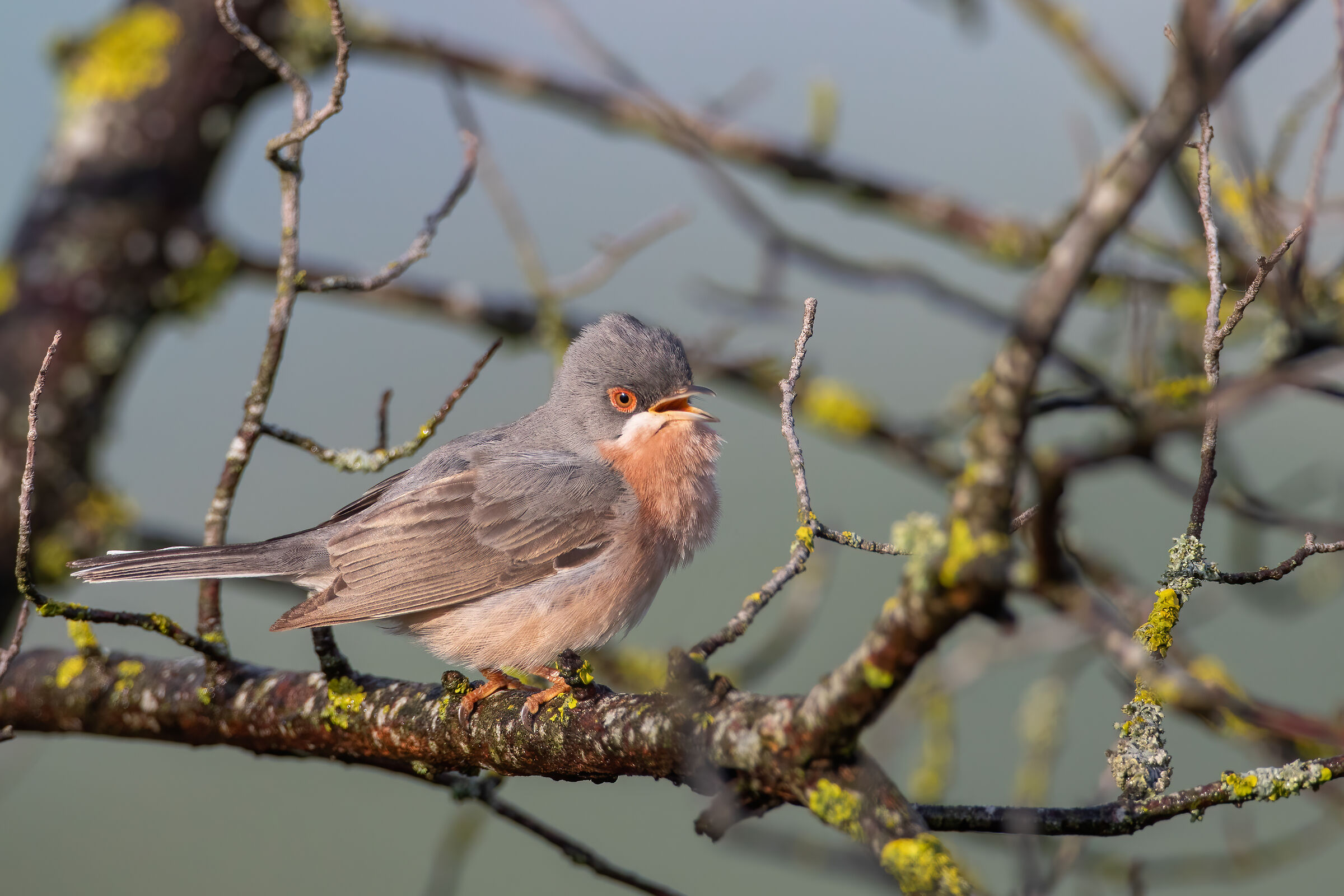 Sterpazzolina by Moltoni