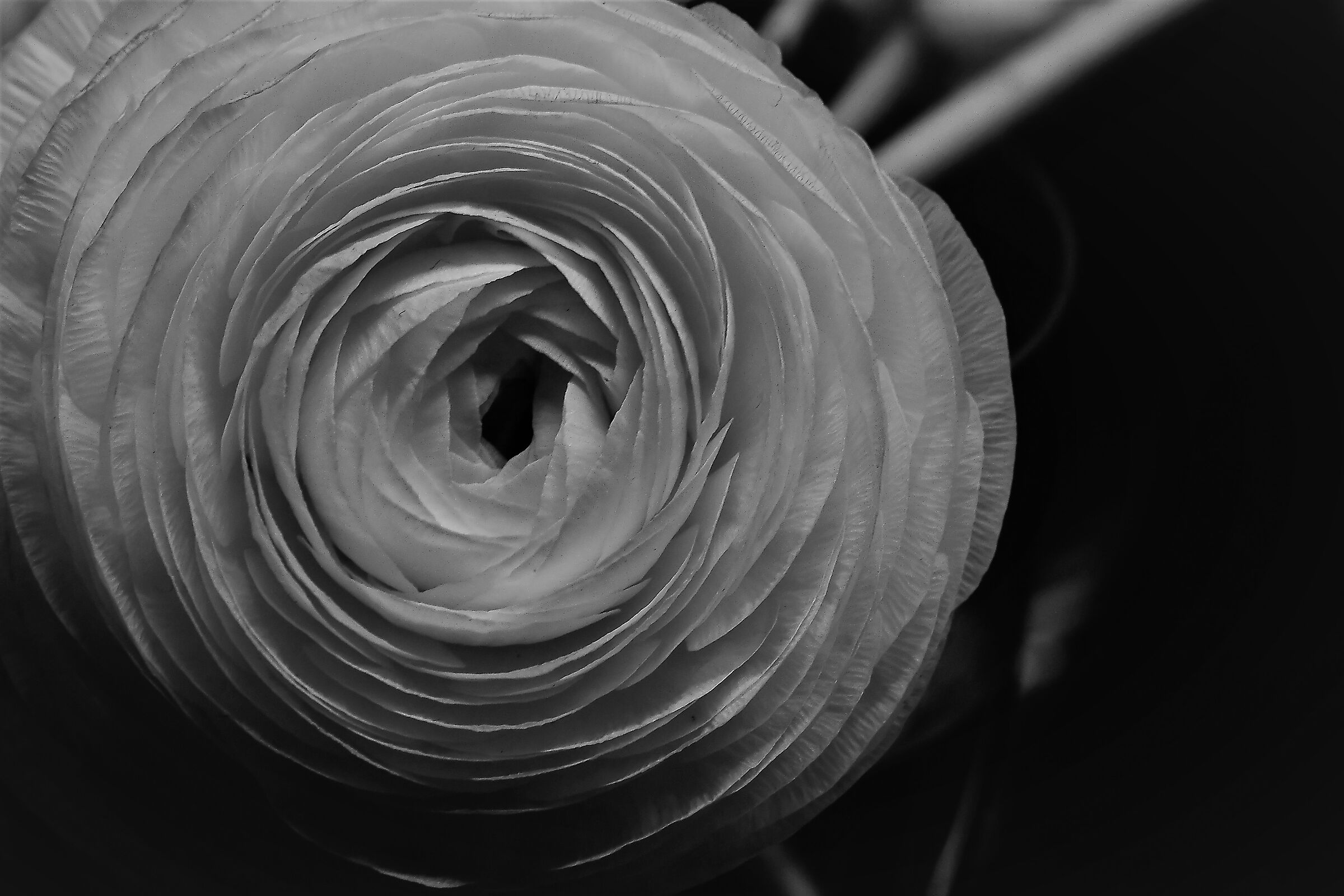 the vortex