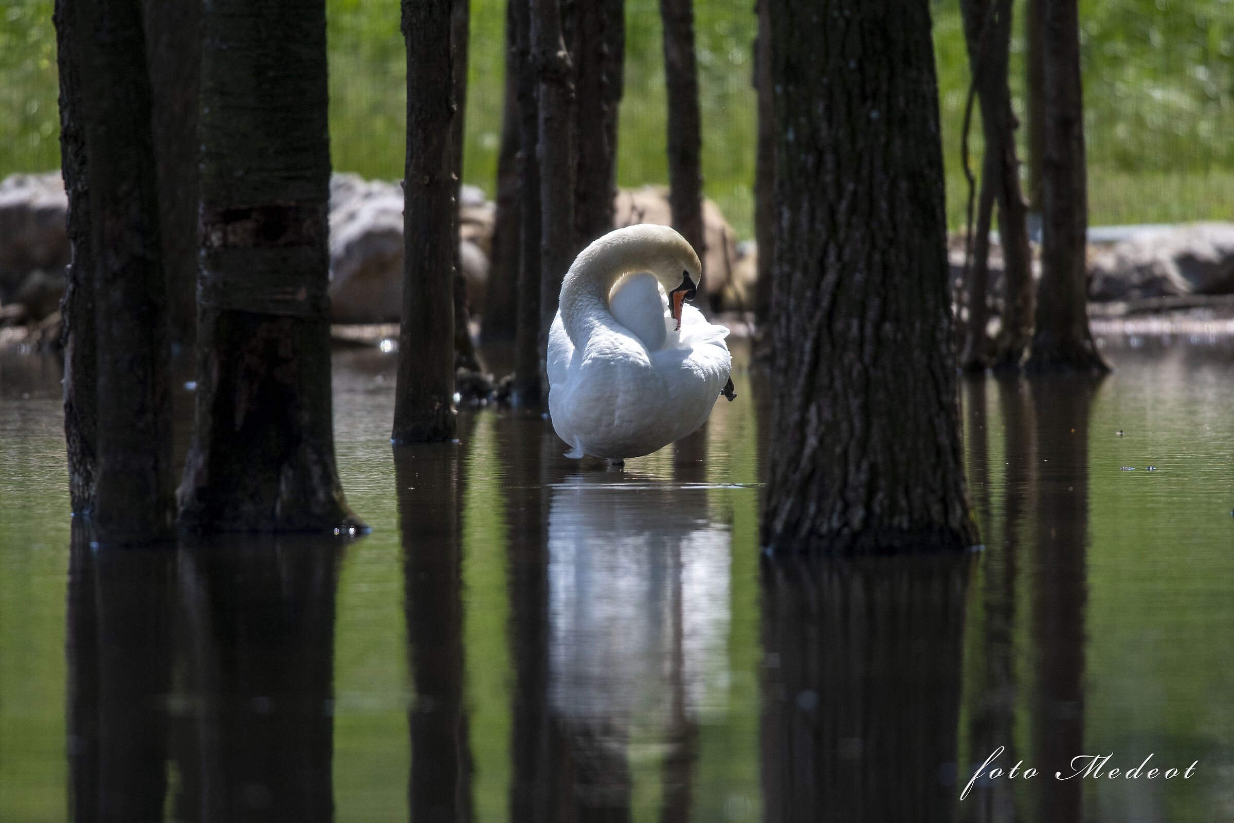 Il riflesso del cigno