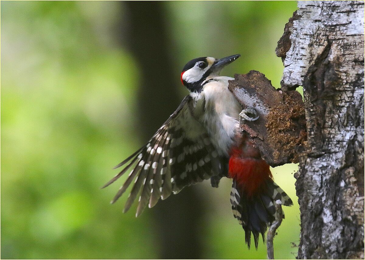 Greater Red Woodpecker ''