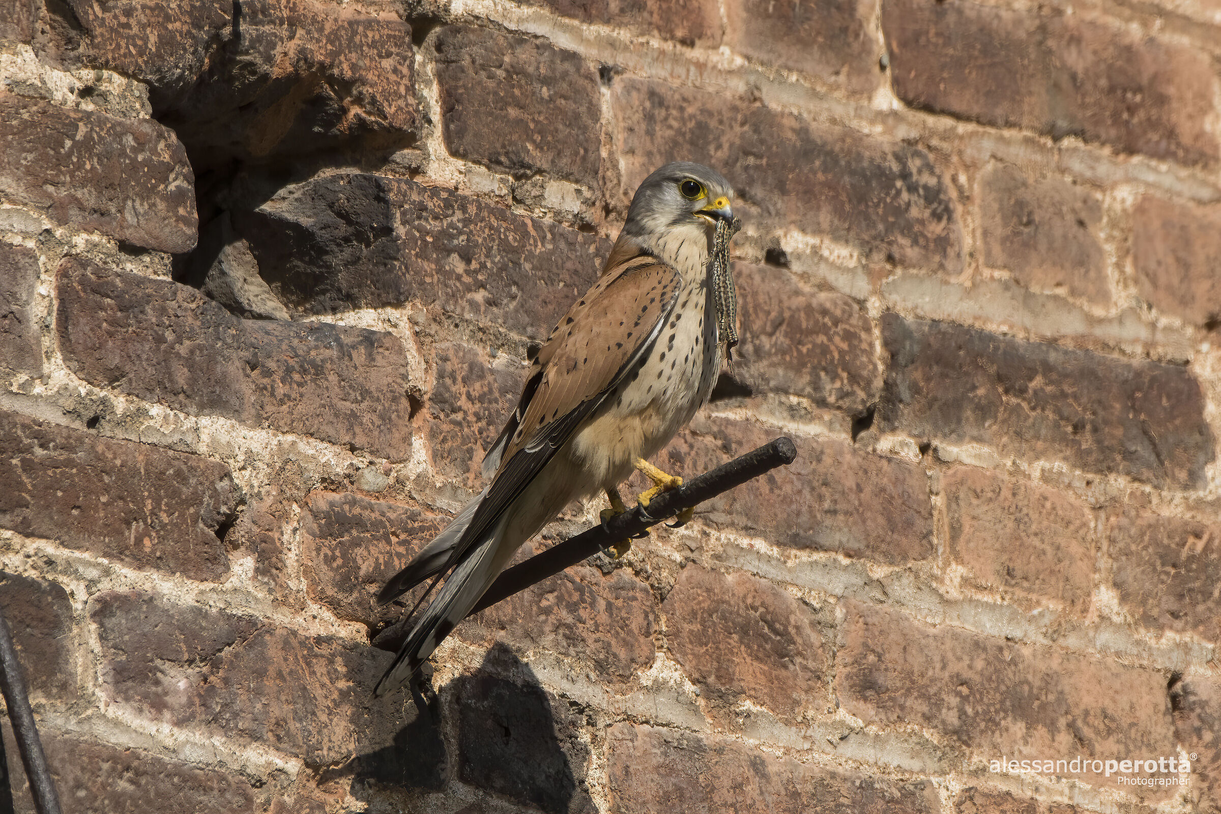 Tinnunculus Falcon (M)