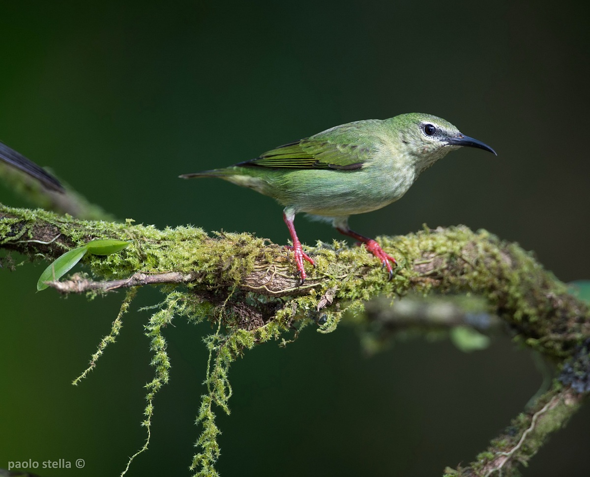 Green-Flycatcher