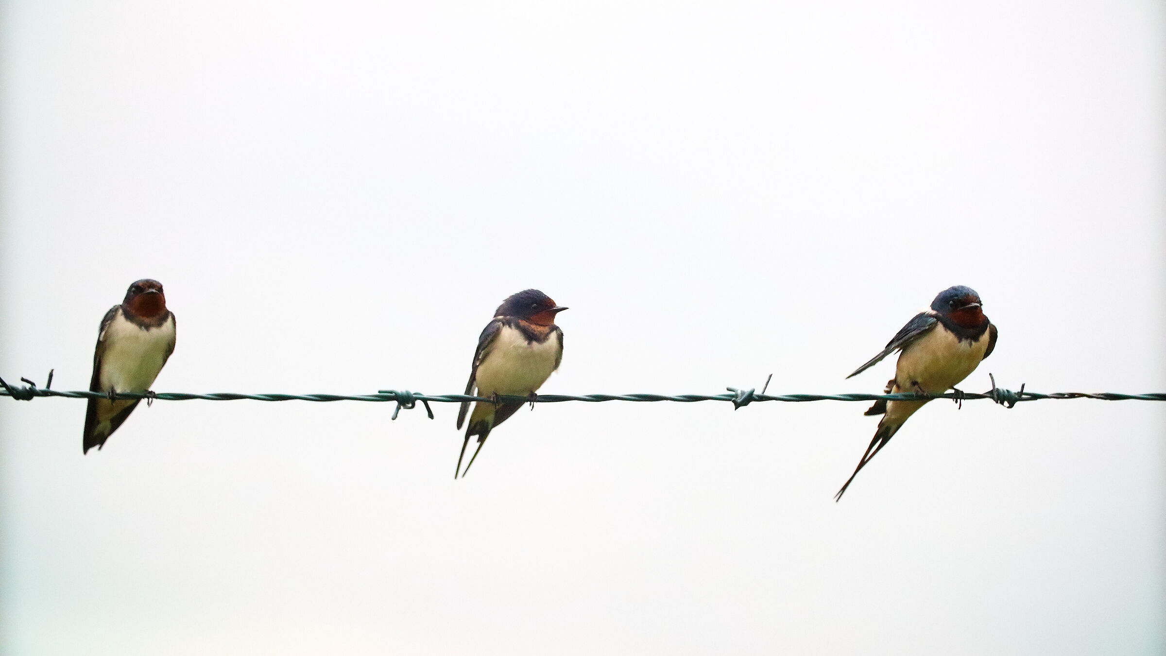 Swallows in the Rain